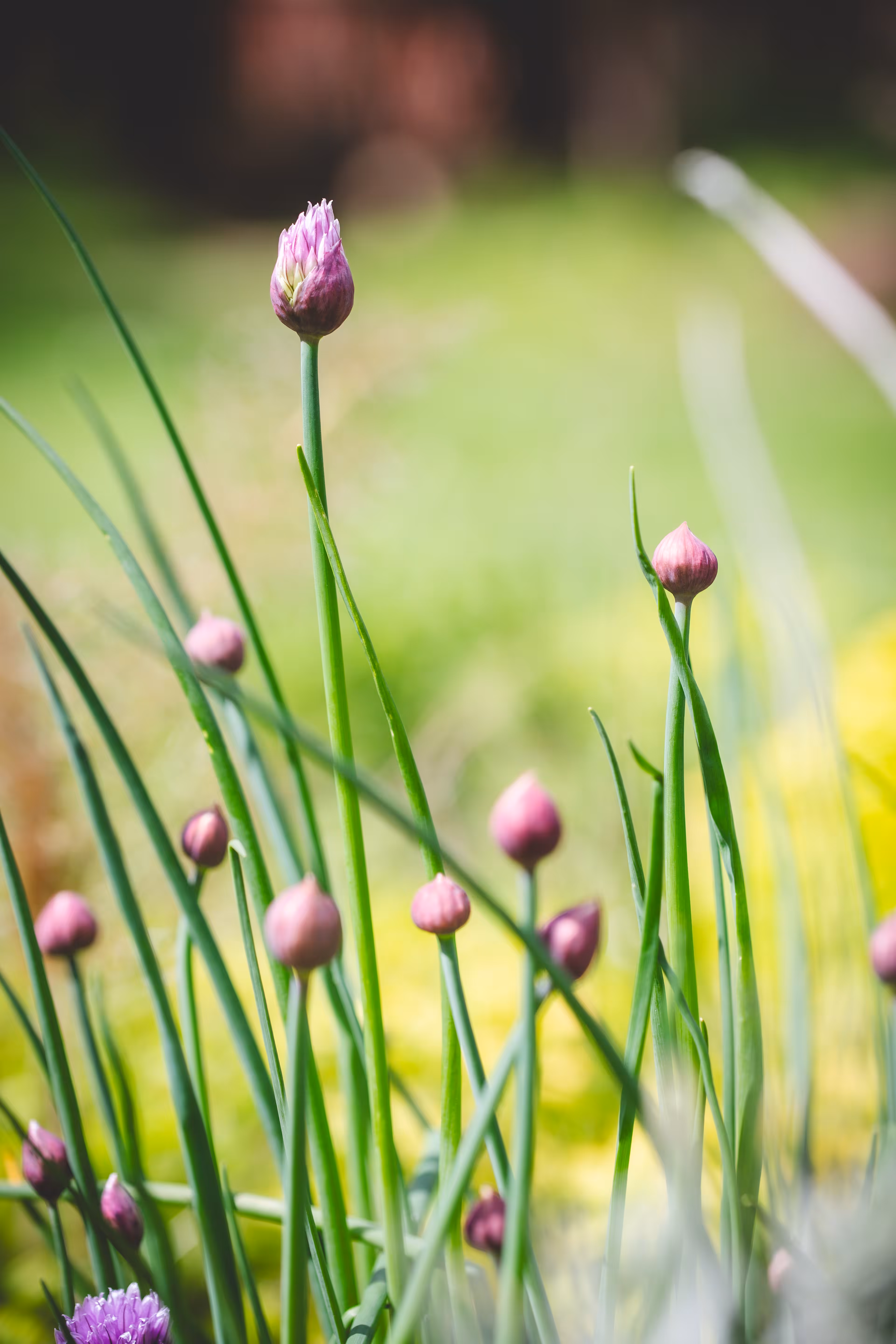 Natural Focus: Uncomplicated