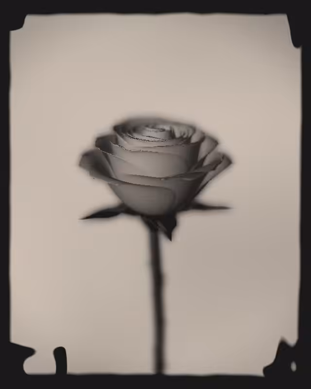 Rose 1851 #84