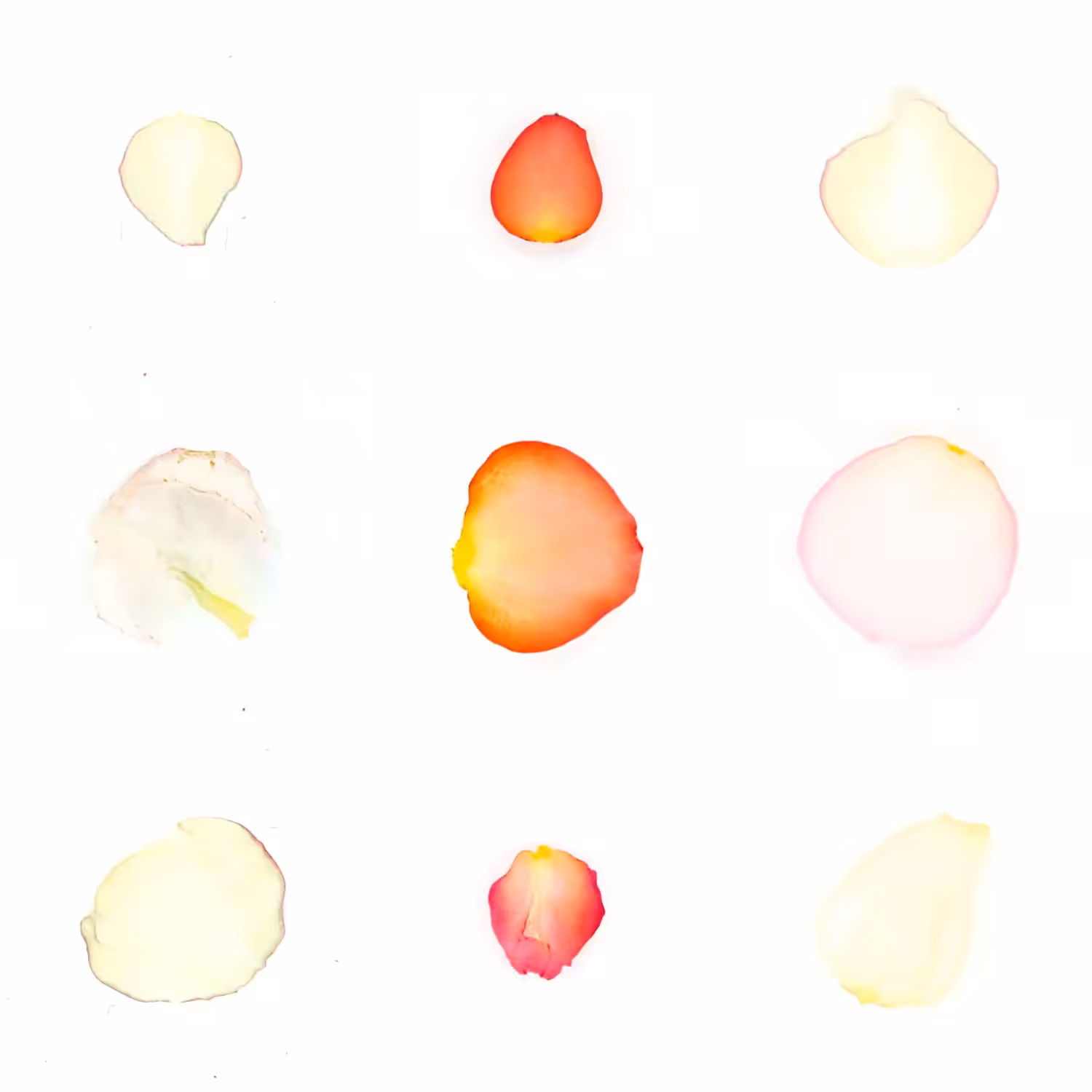 Infinite Petals 3x3#3701