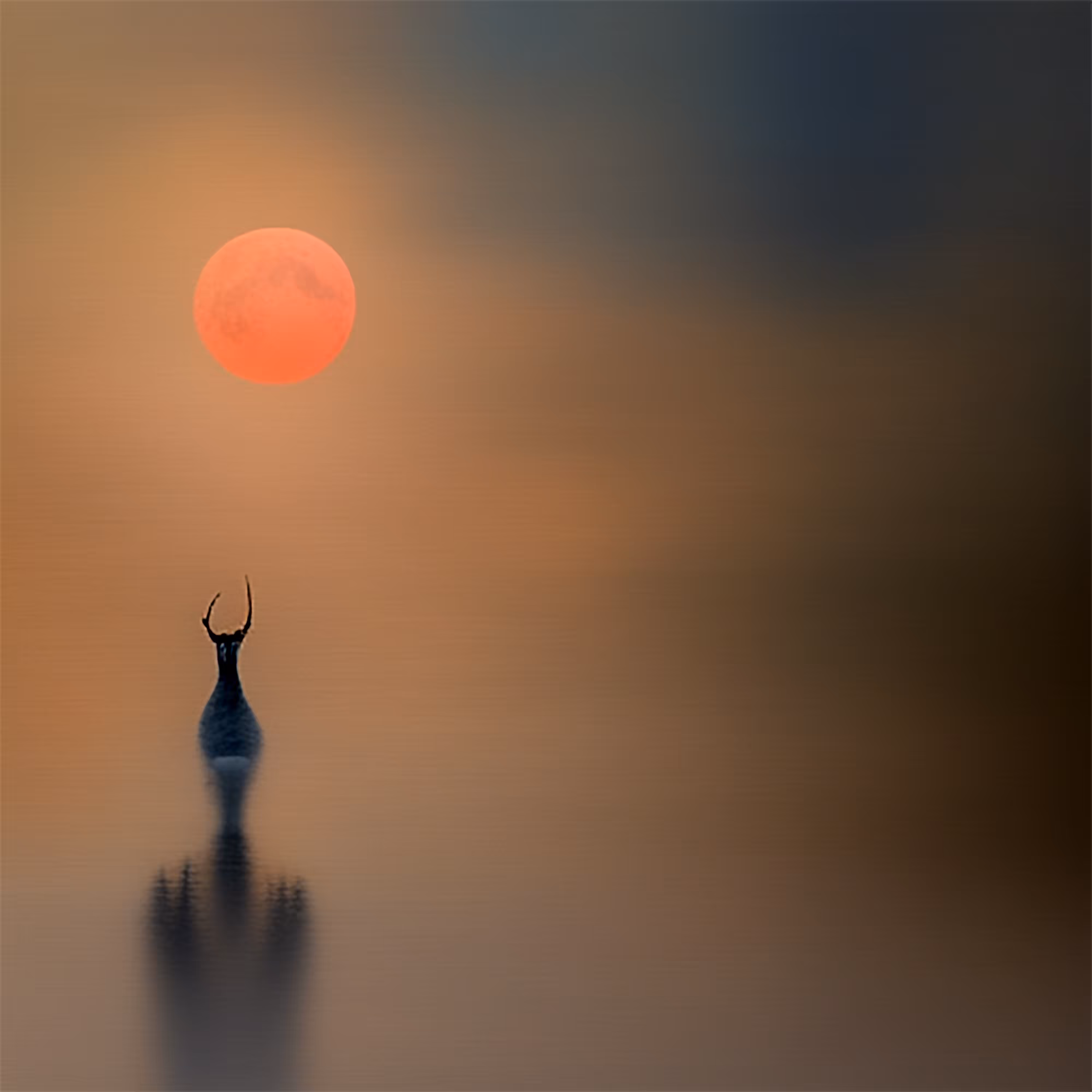 Fauna and the Fading Sun