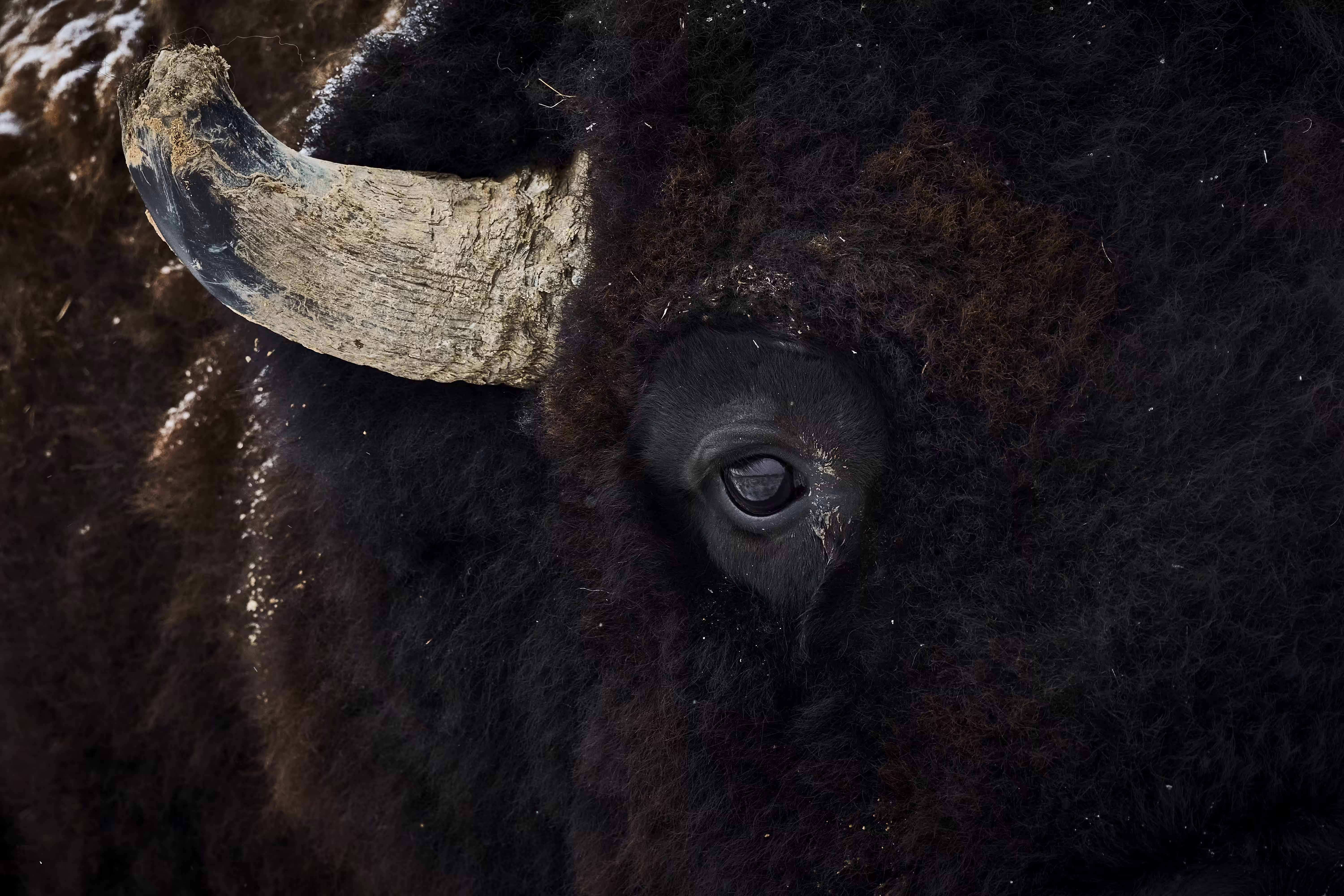 Eye of Bison