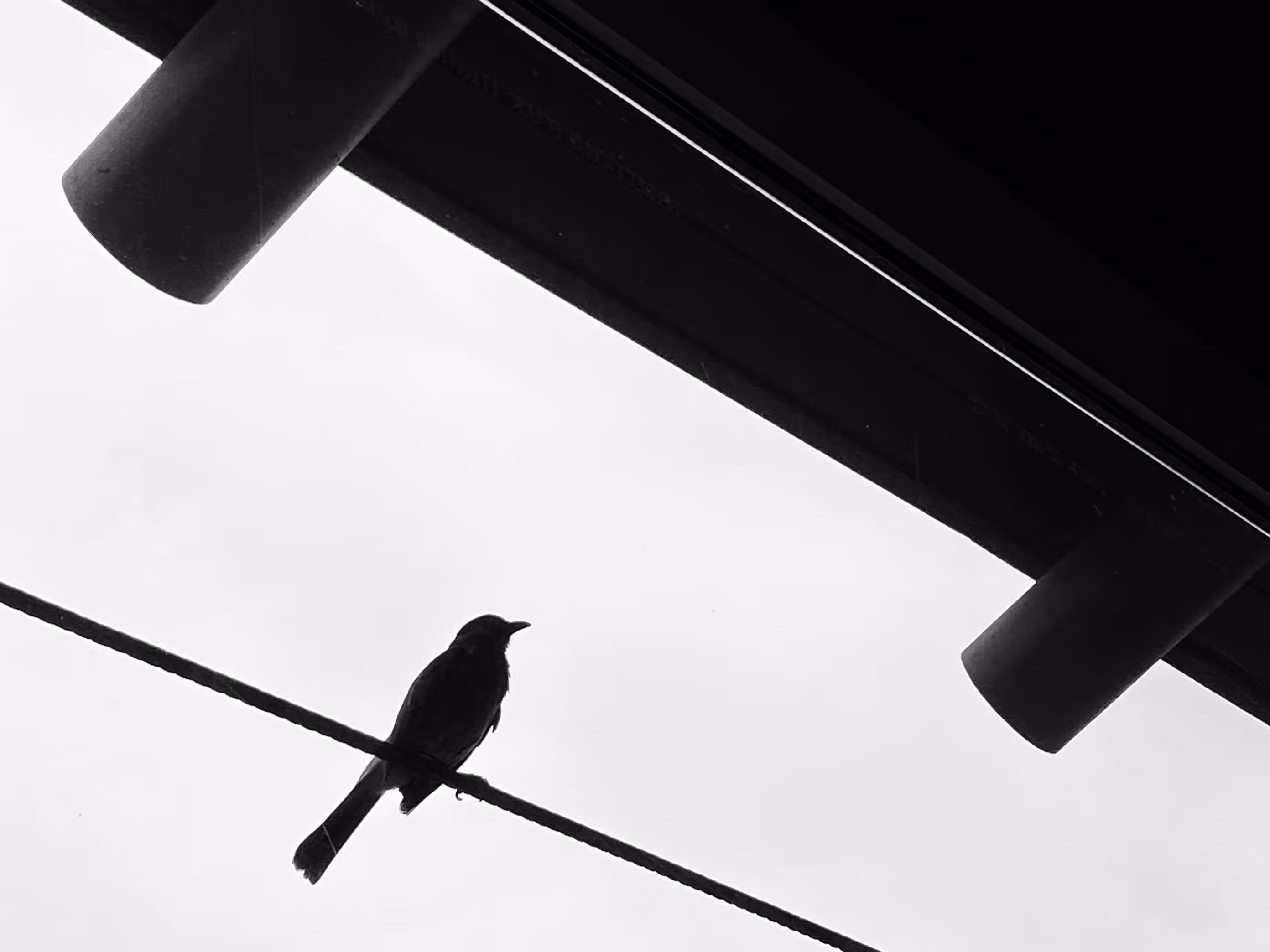 Black bird