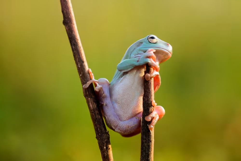 tree frogs, dumpy frogs on tree branches