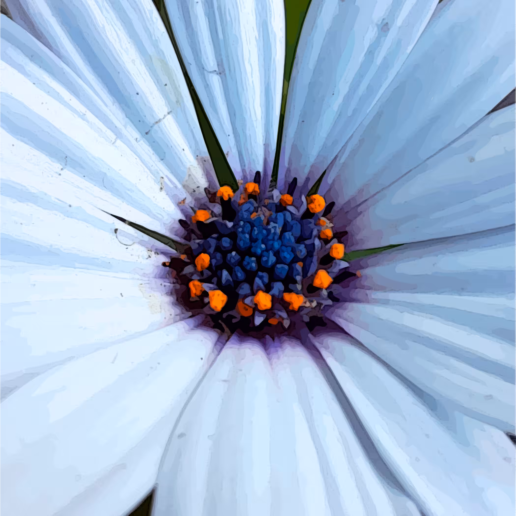 Dimorphotheca