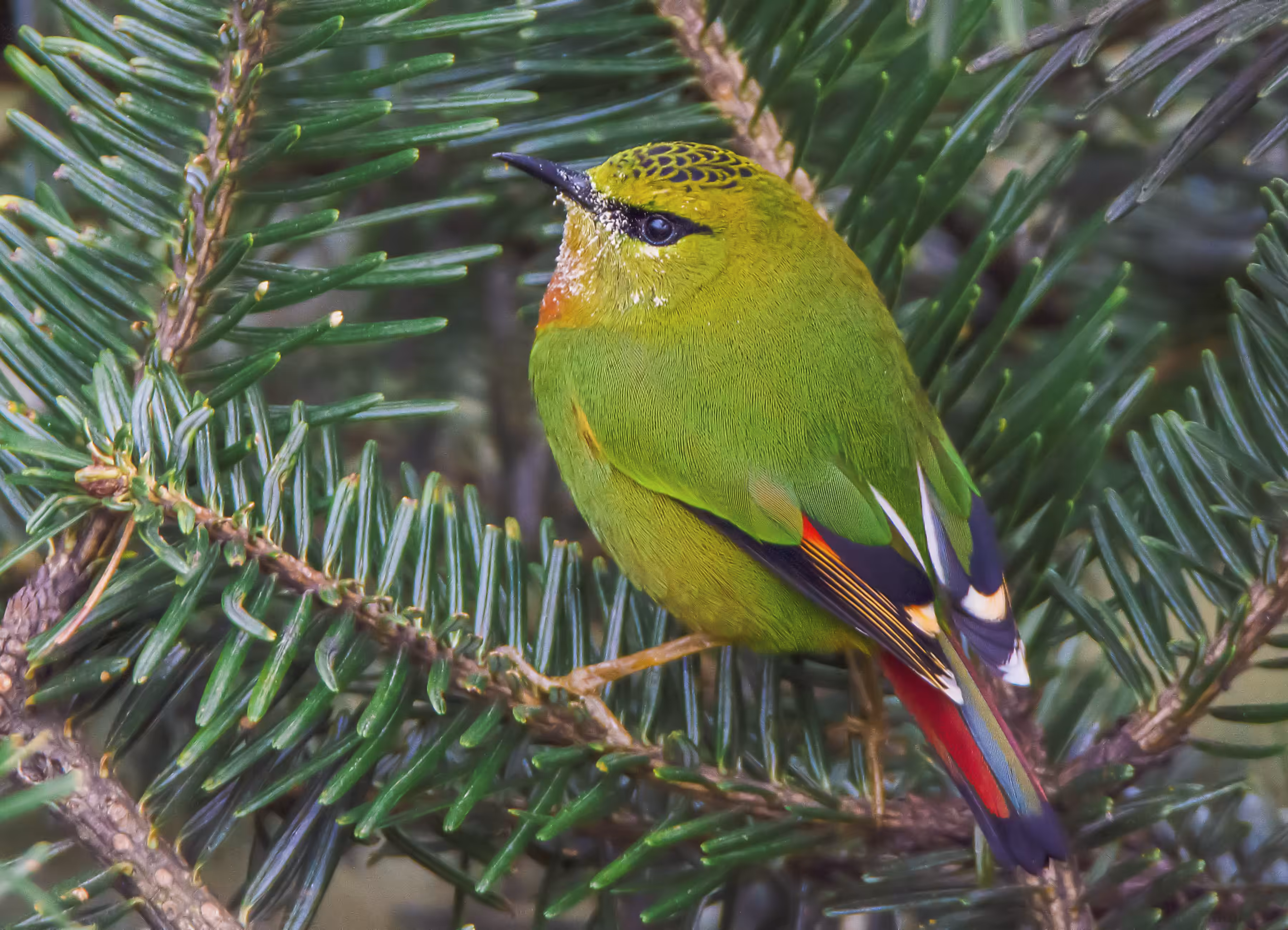 Fire-tailed Myzornis