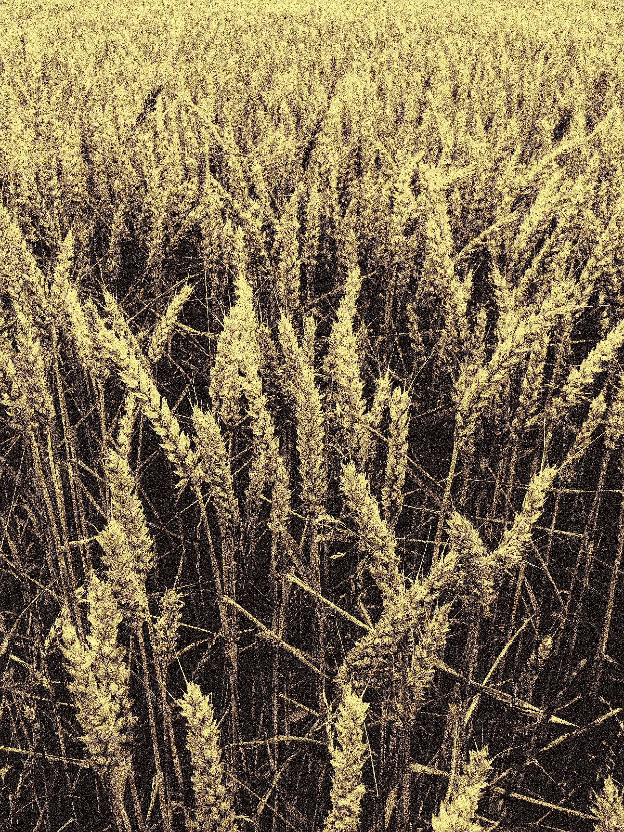 Grainy Grain