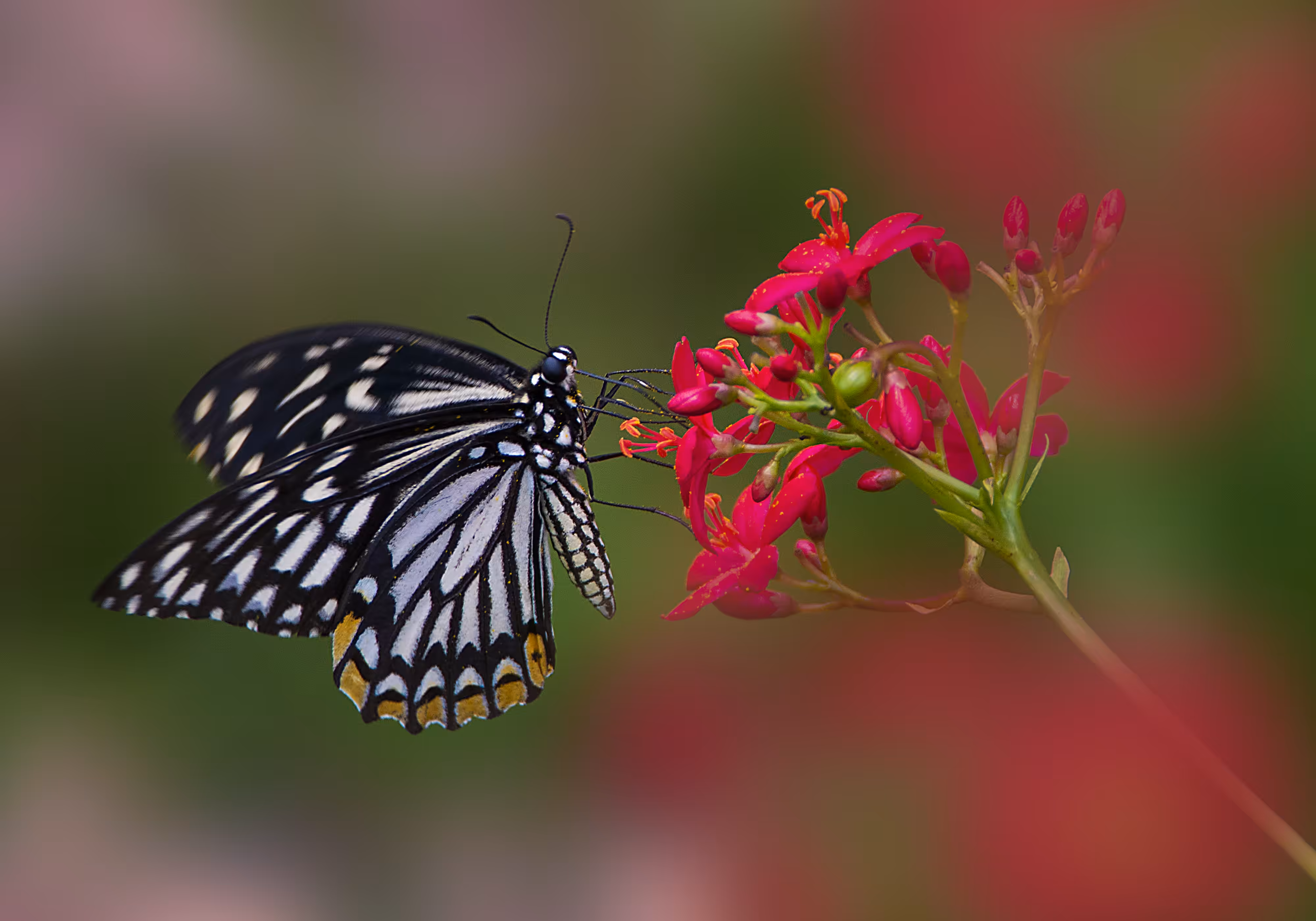Common Mime Butterfly