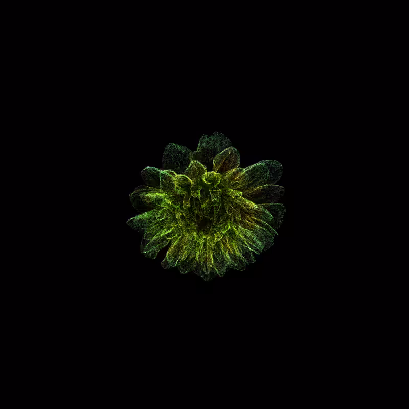 Dahlia Pinnata 30 #170