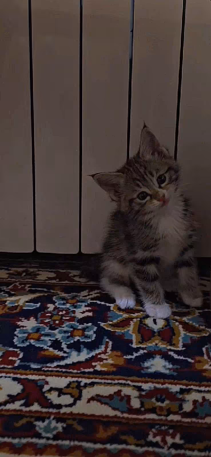 Kekki – The Little Hero Tabby Kitten