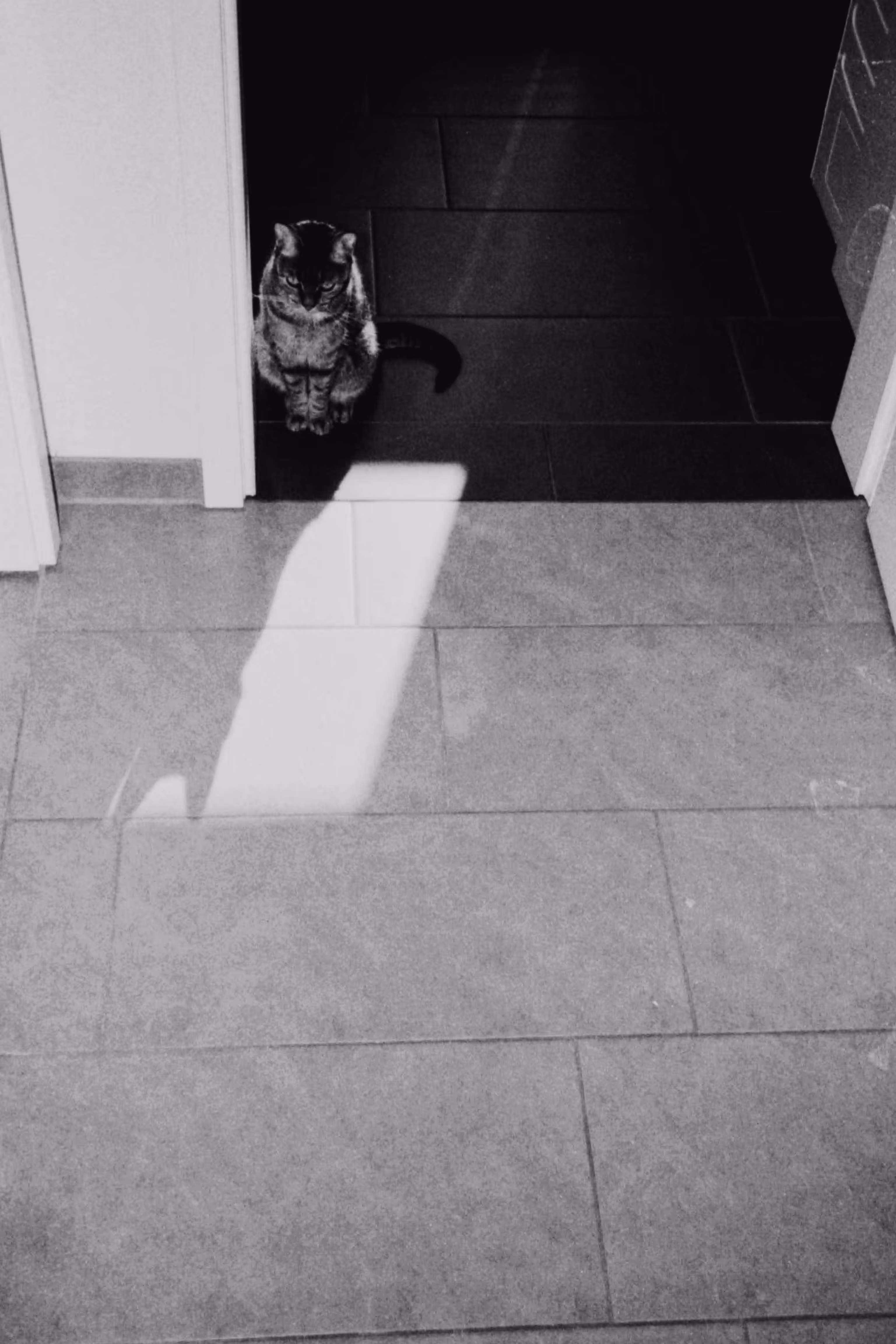 The Cat