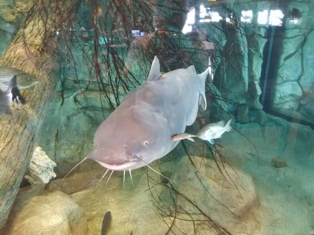 Siluriformes 03