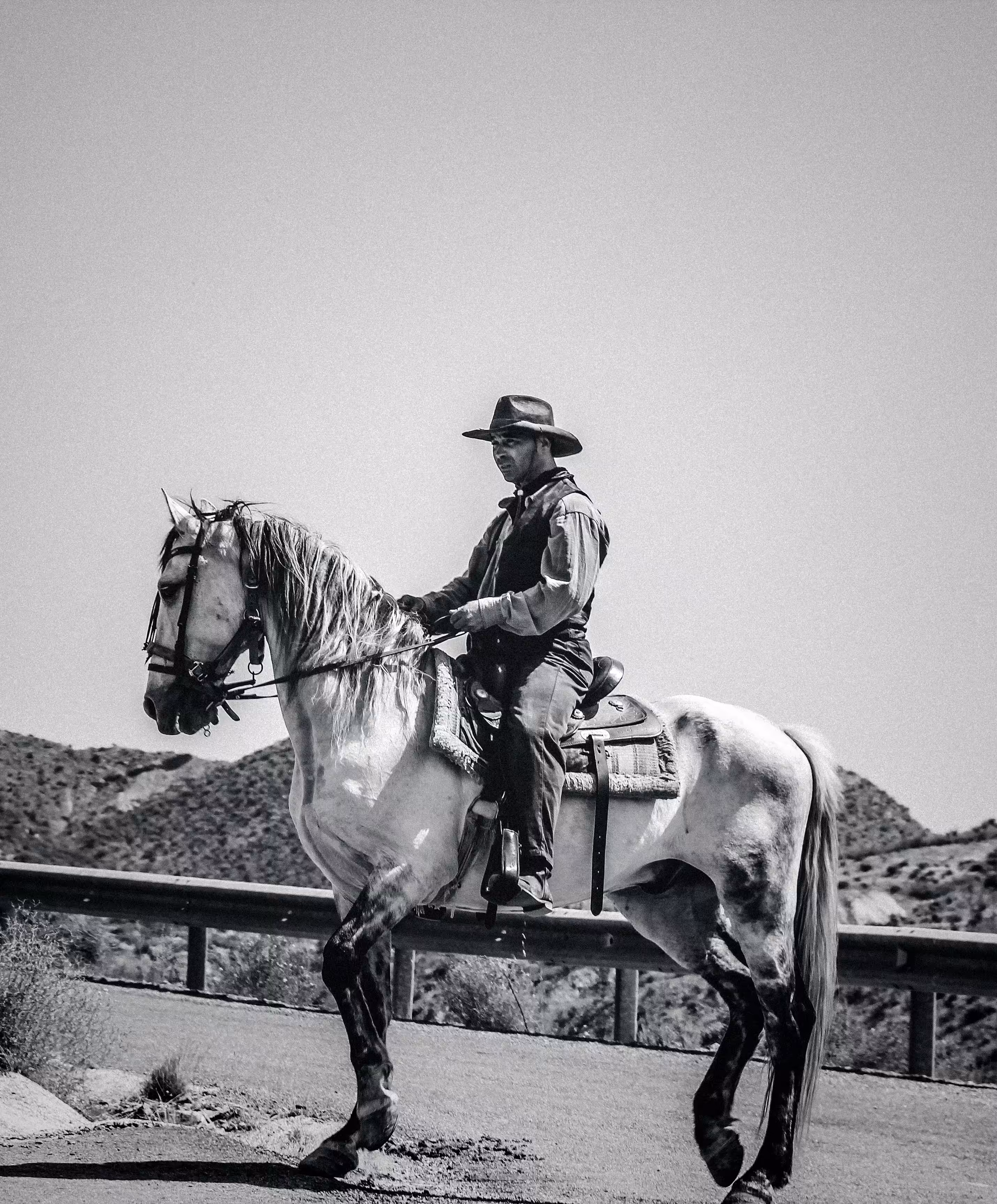 Andalusian Horse