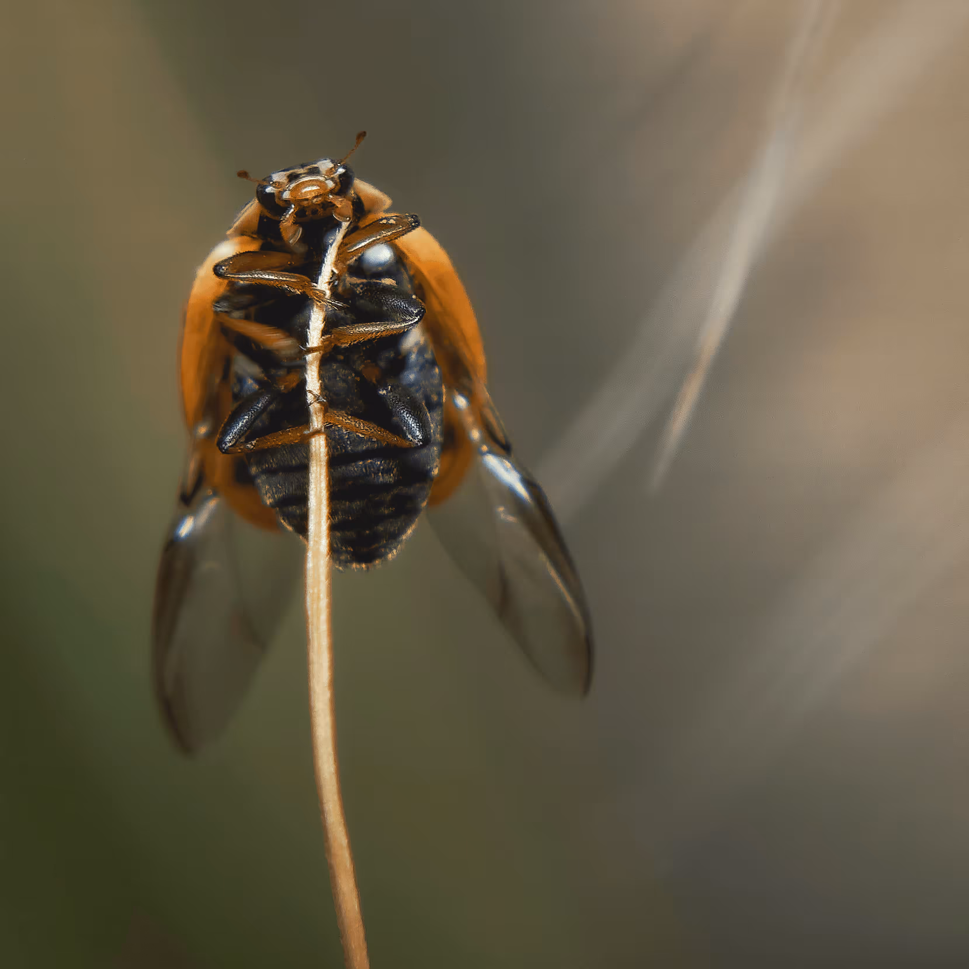 Lady Bug
