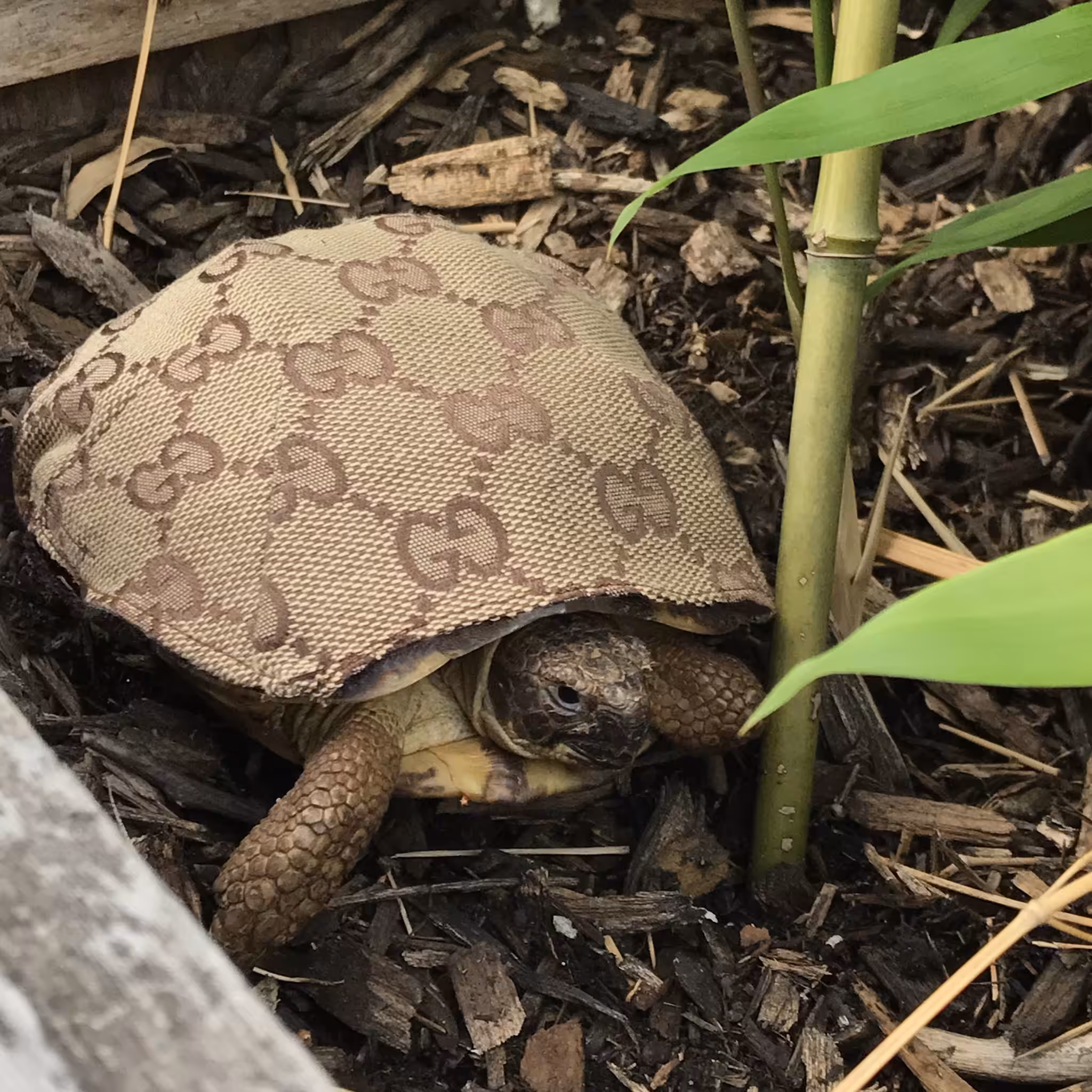 Fancy Turtle, 2017