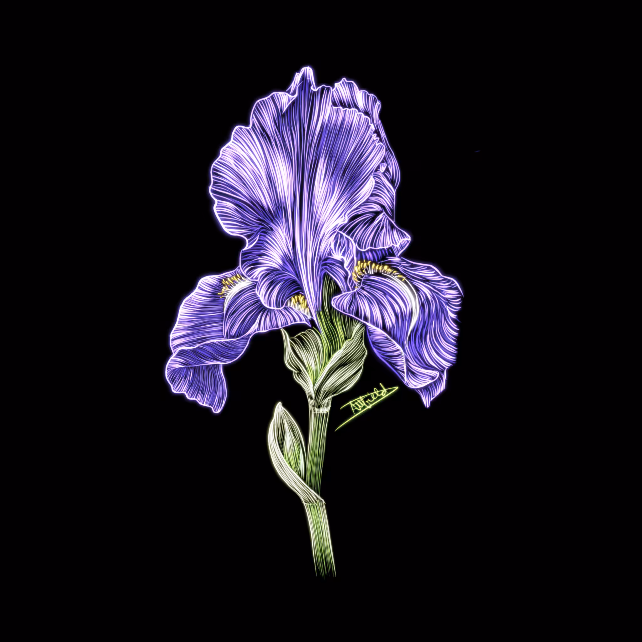 Iris