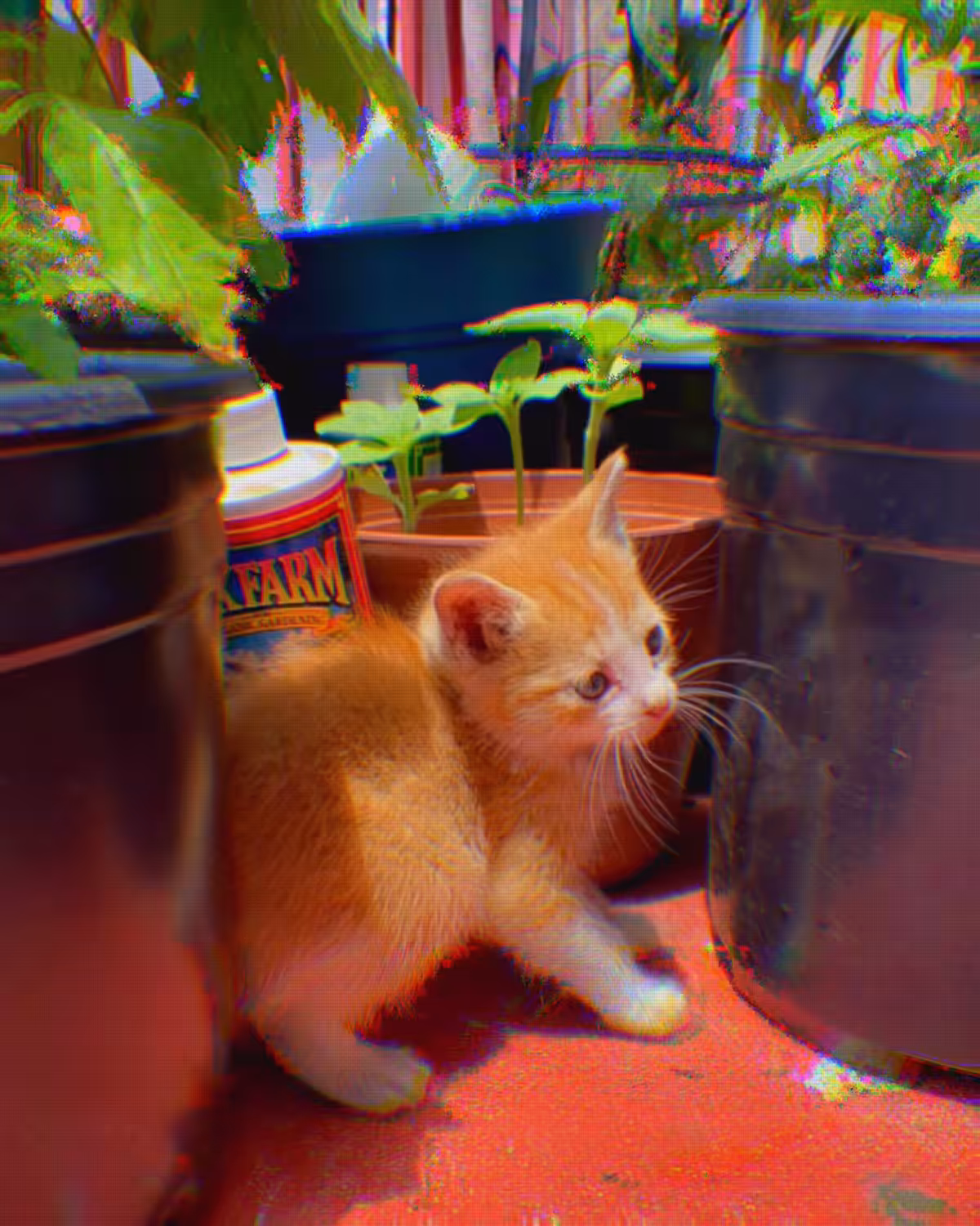 Glitch Garden Kitten 