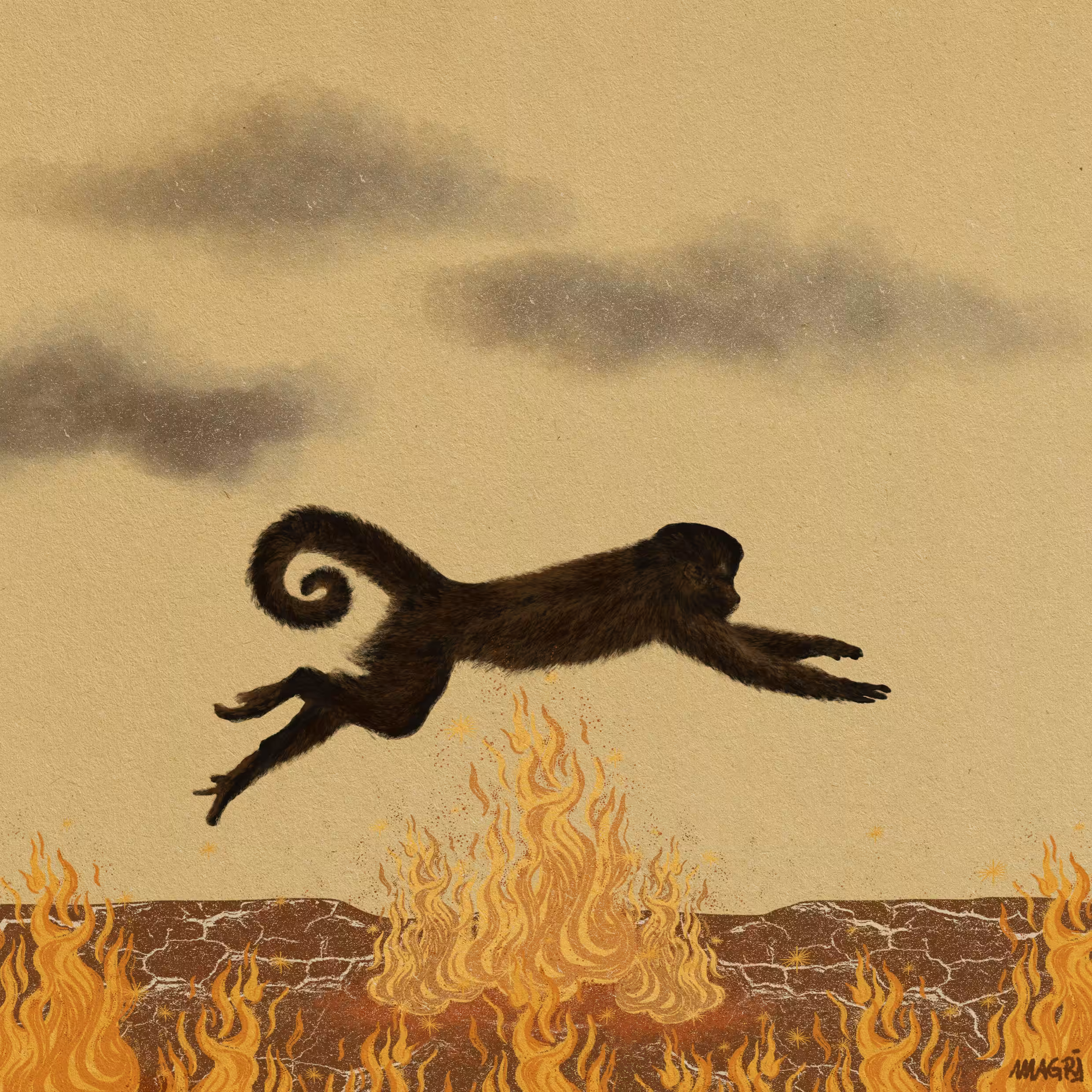 Macaco Prego (Capuchin Monkey)