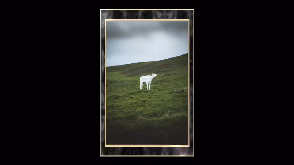 THE COLD COAST 04: "LOST CALF"