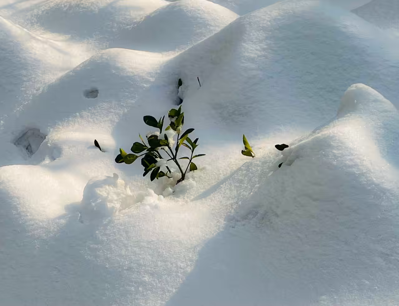 PHOTOGRAPHY : HOPE