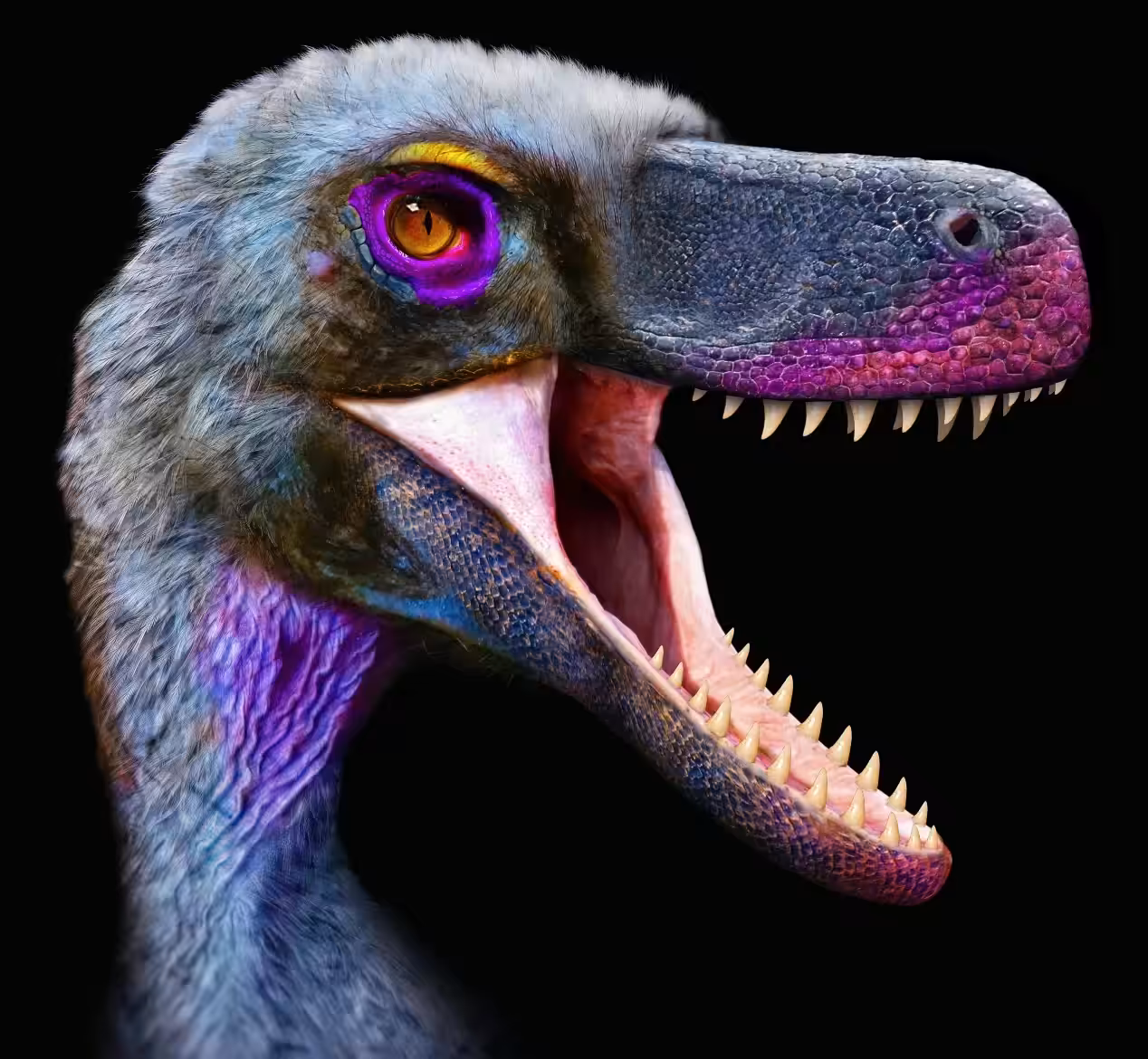 Velociraptor