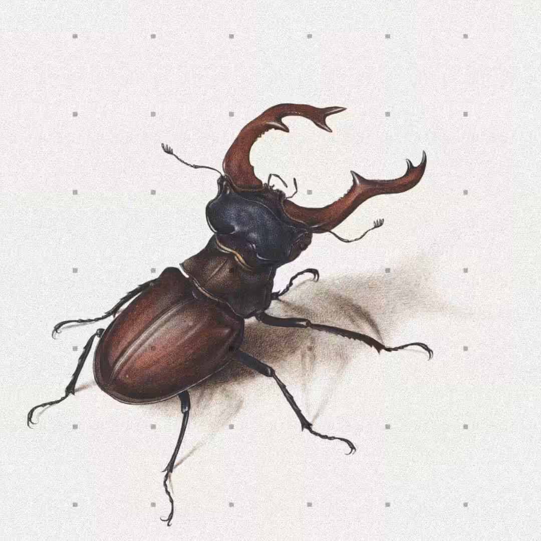 Beetle #6