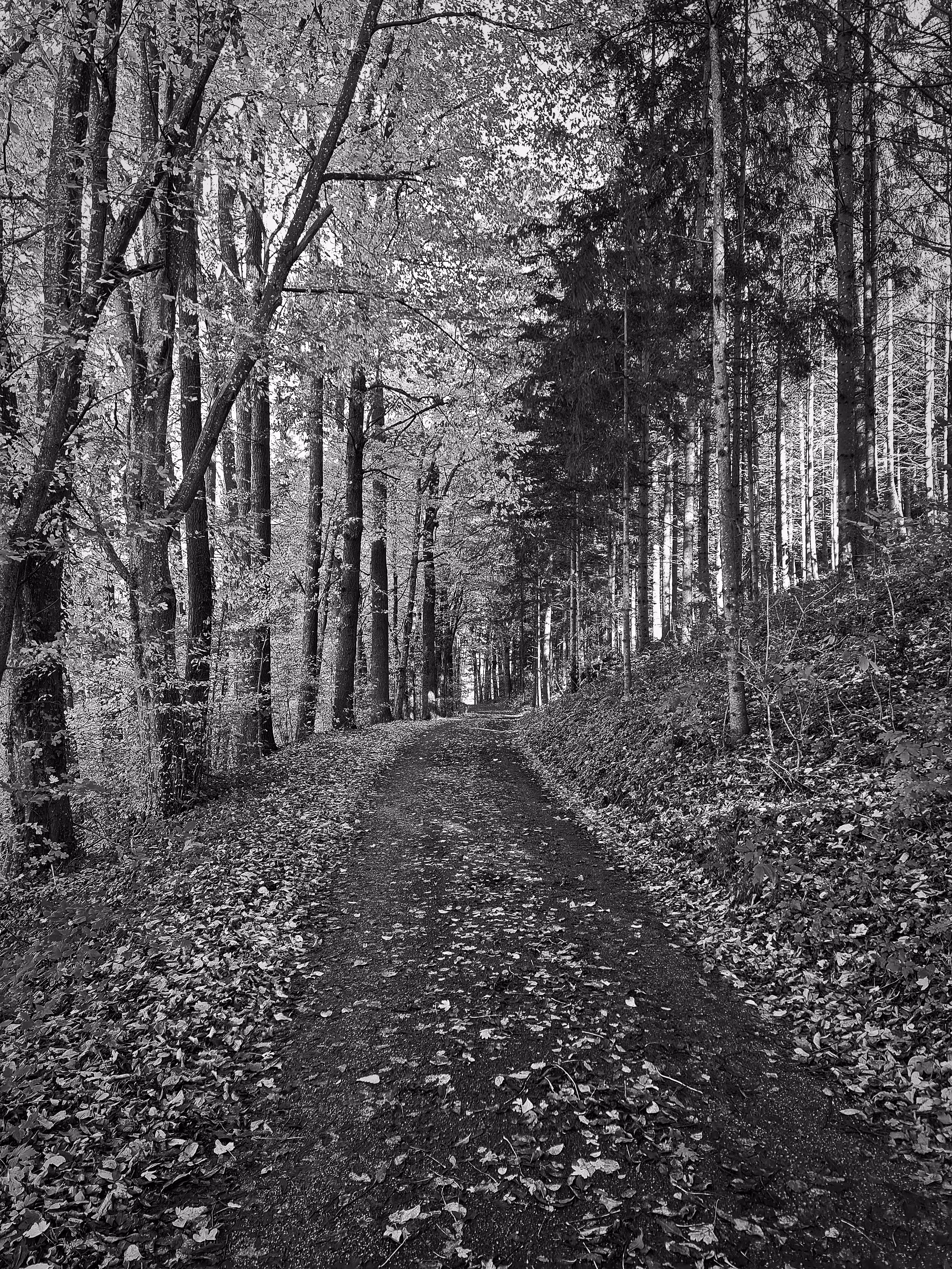 Path in the Woods Black and White Edition #1