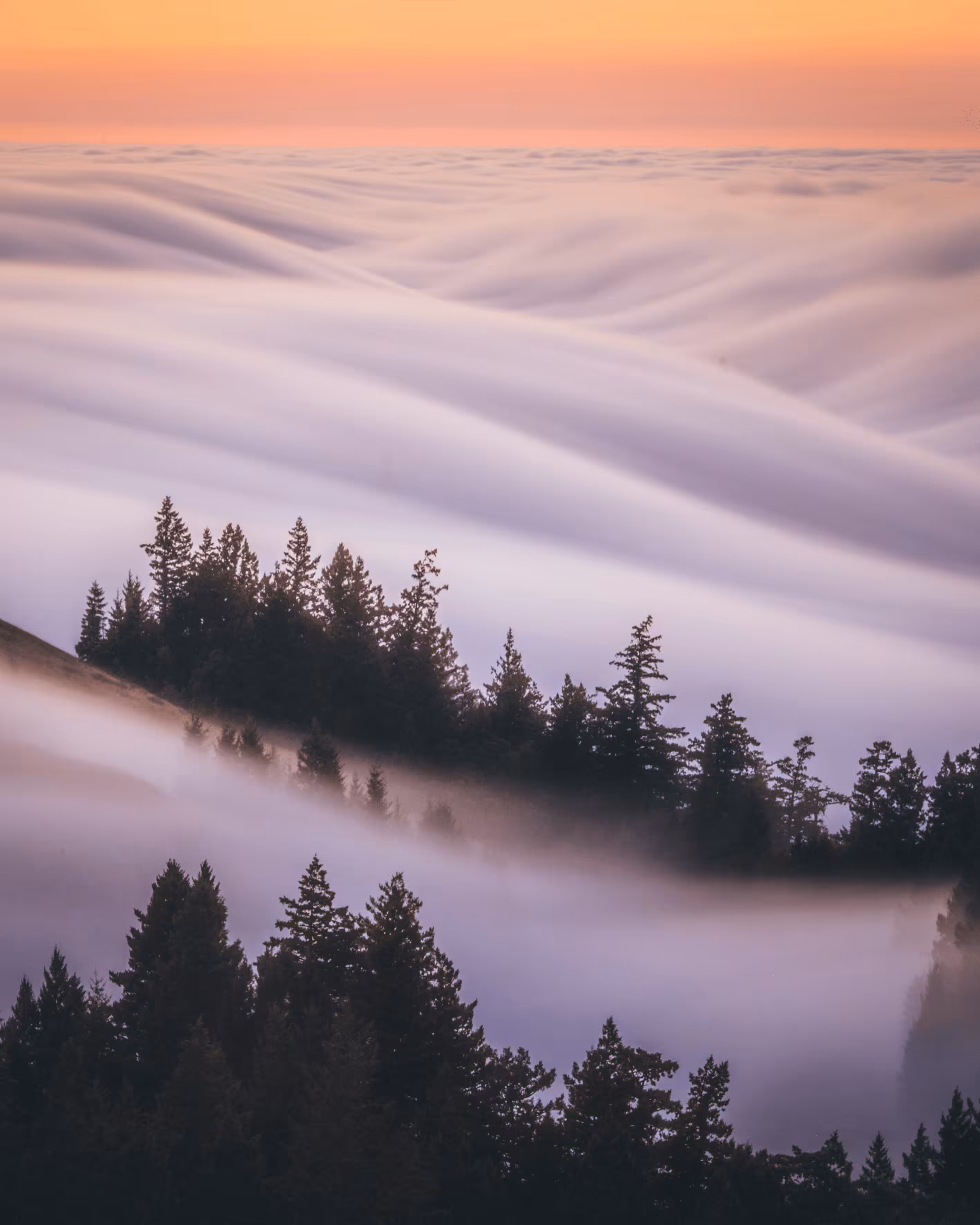 A Symphony of Fog #27