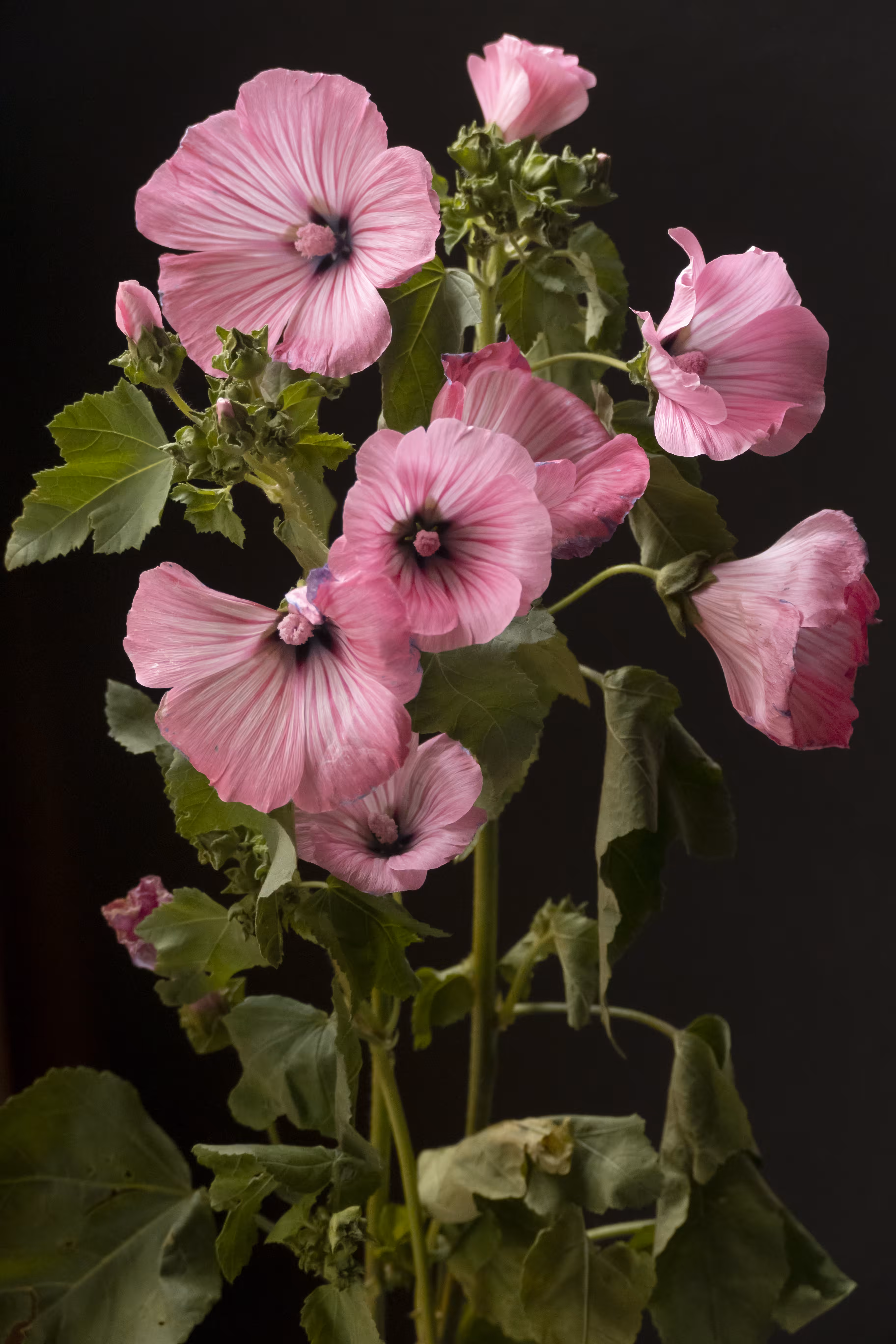 French Flowers #3