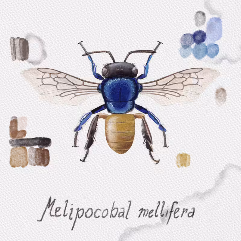 Randomic Brazilian Bees  #44