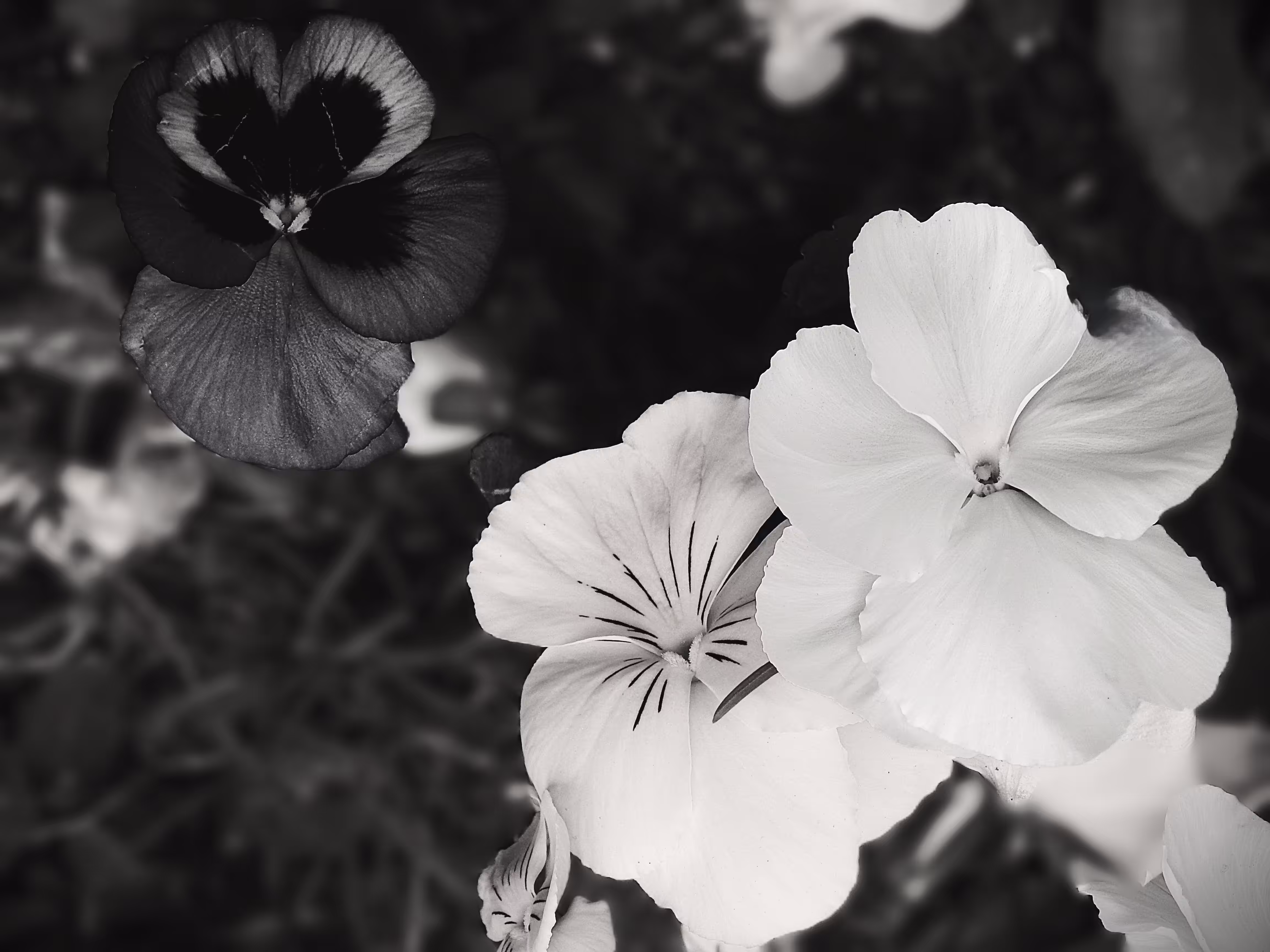 Dark Heart, White Embrace
