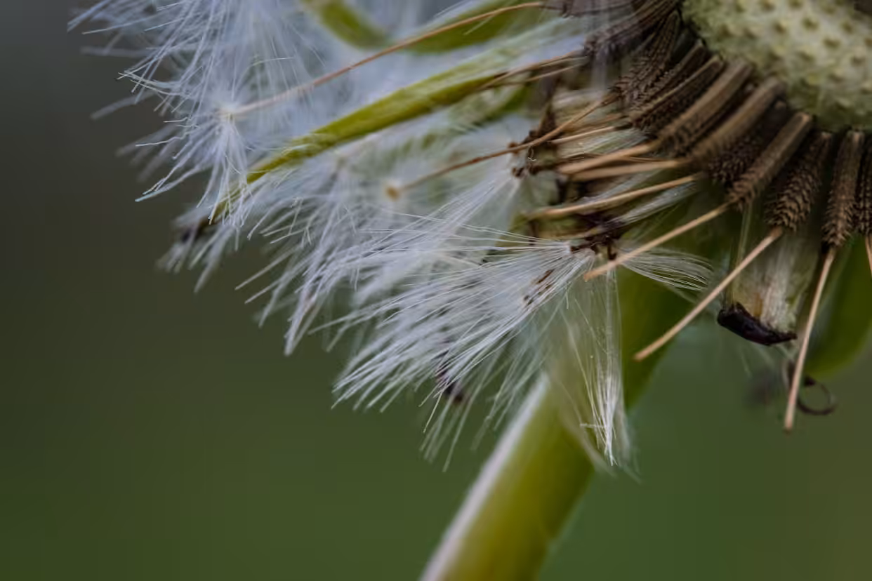 Make a Wish