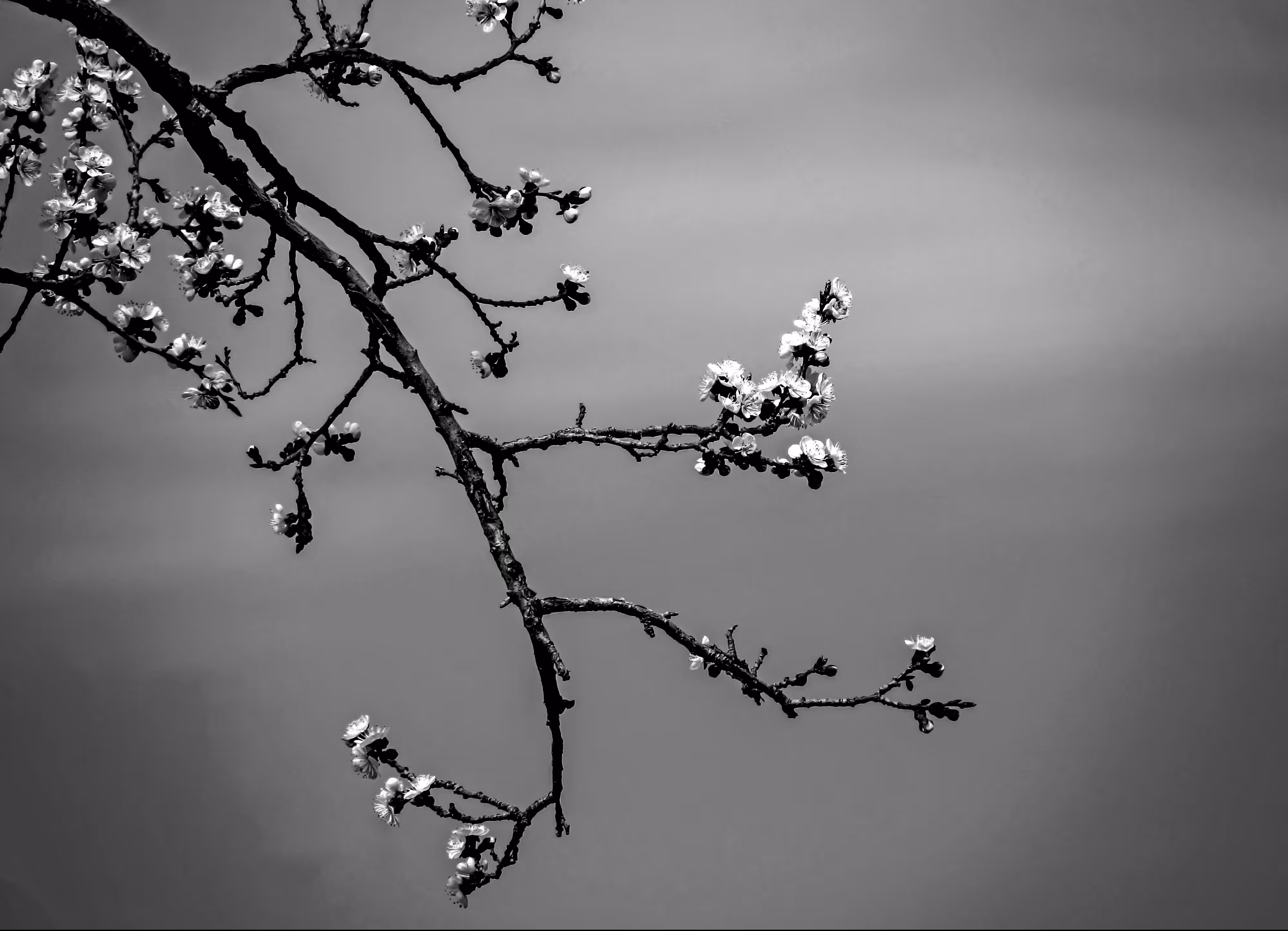 Spring is here - 4