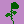English Rose