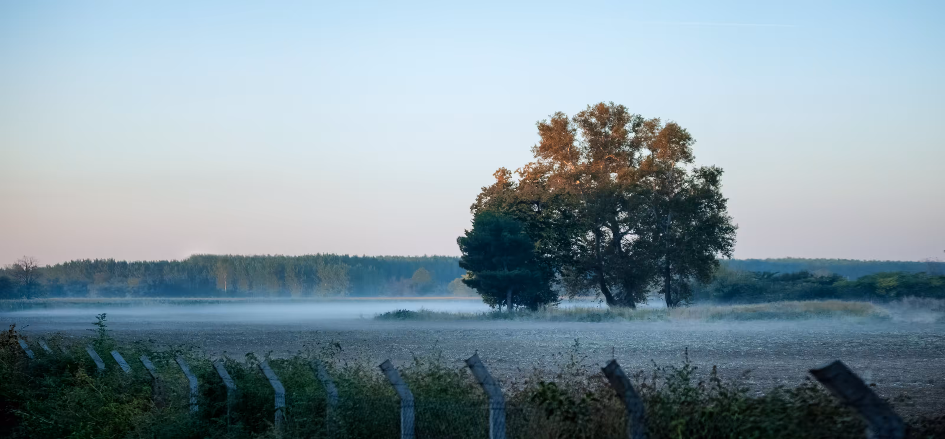 Rodeo posts: Misty Fields...