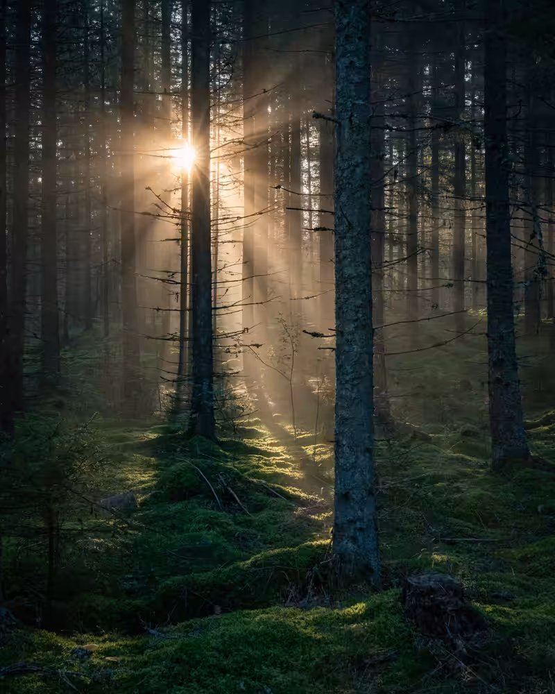 Morning glory