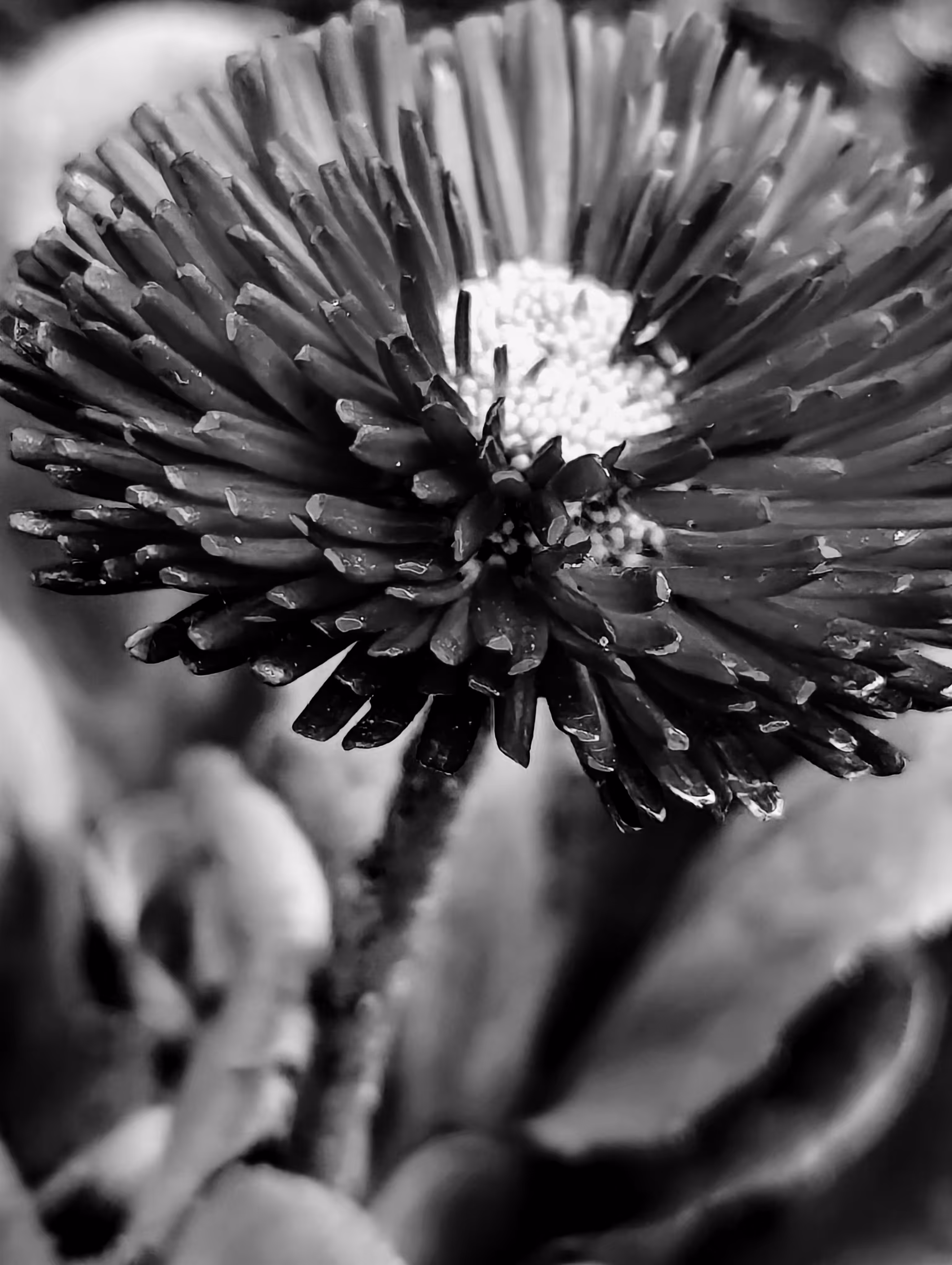 Spring daisy
