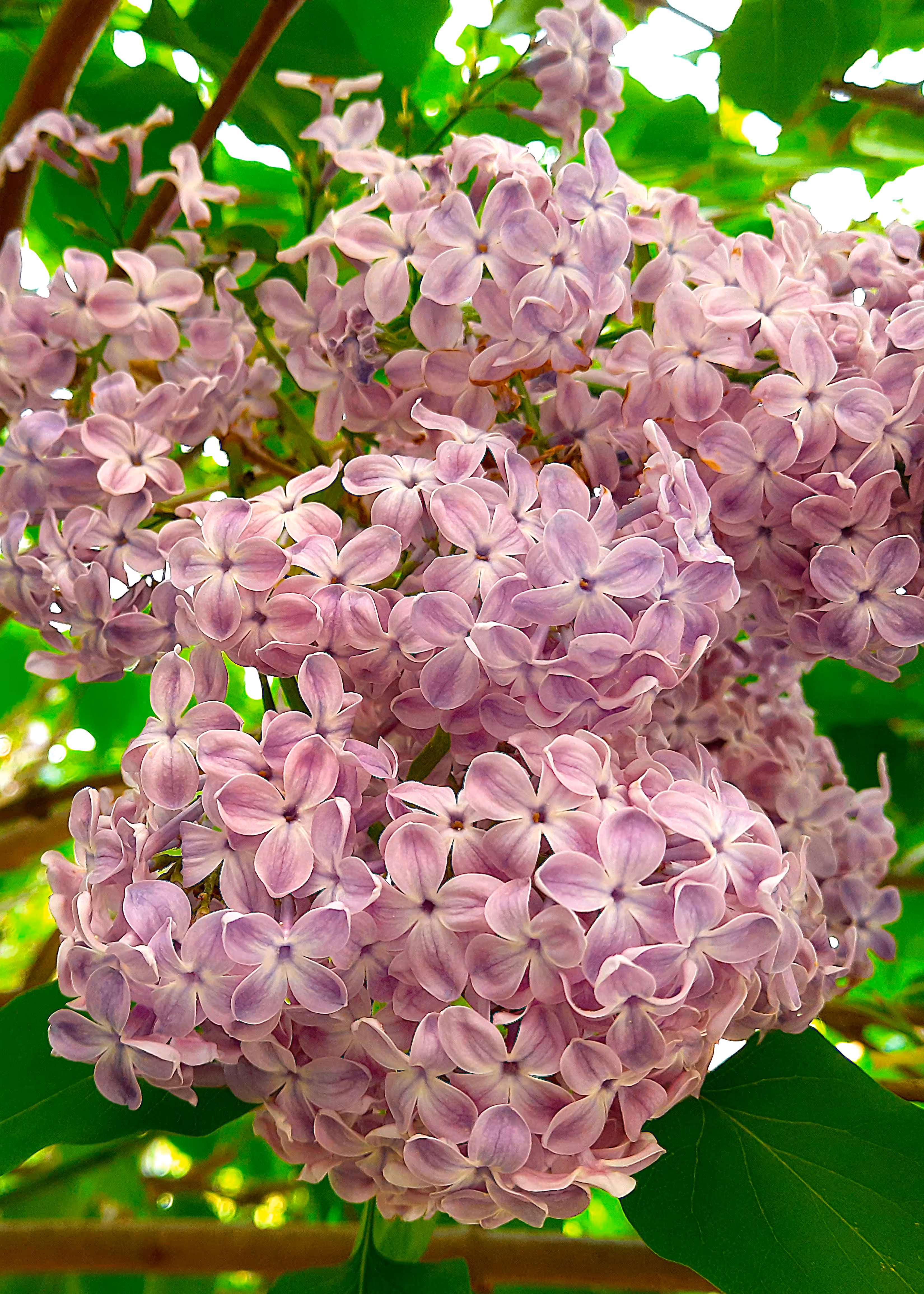 Lilac