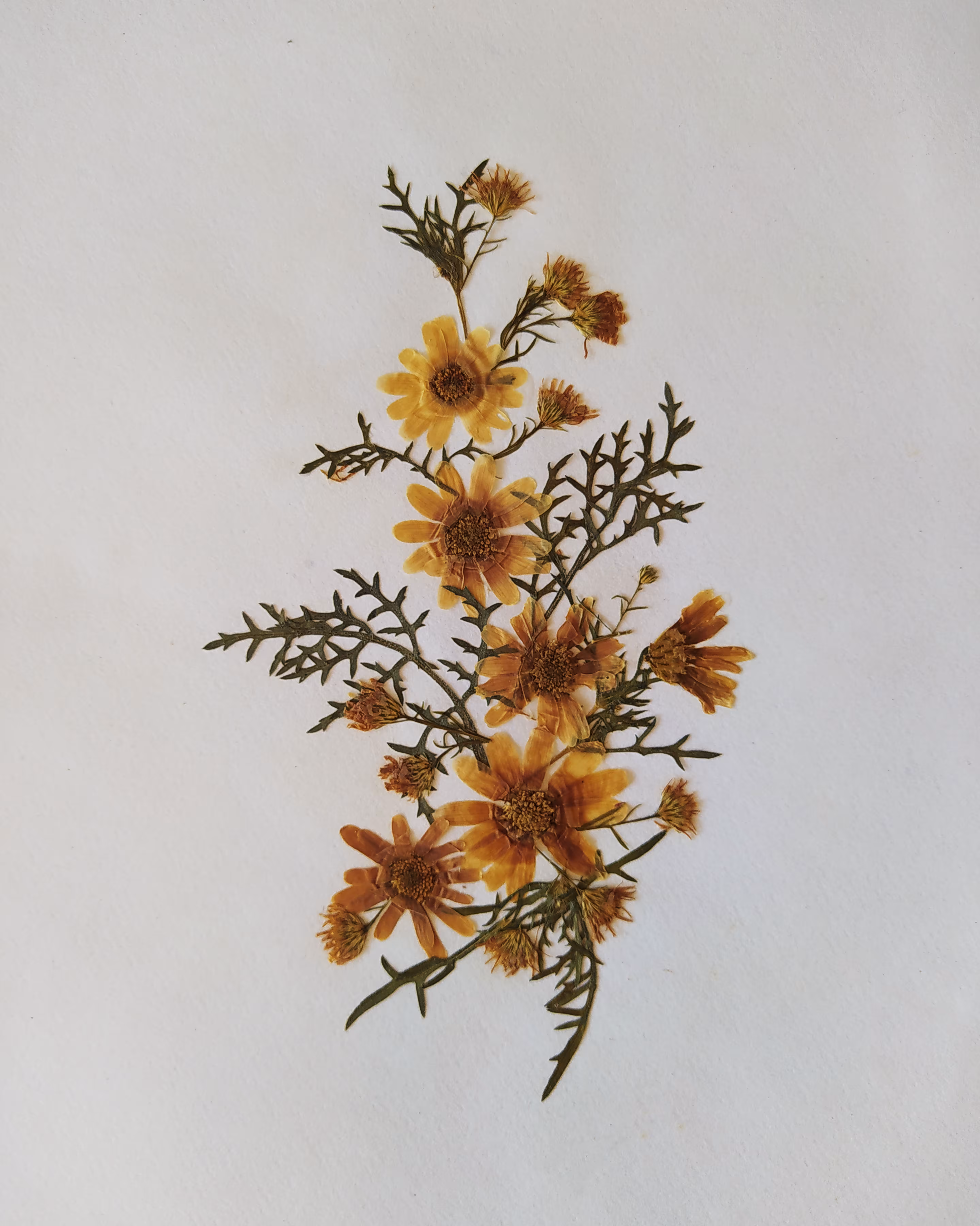 Still life n.05