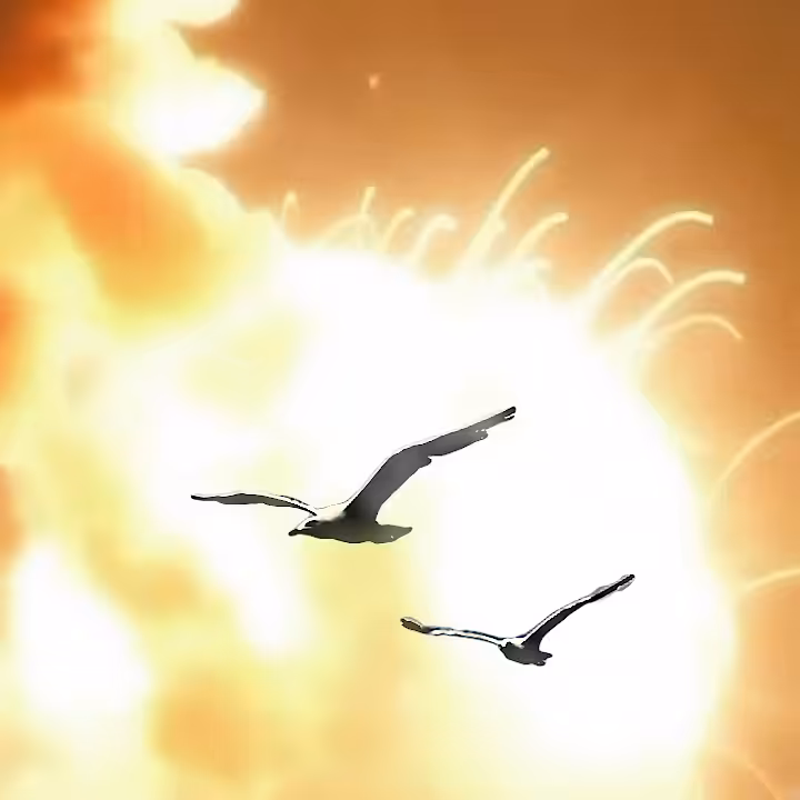 nightbirds