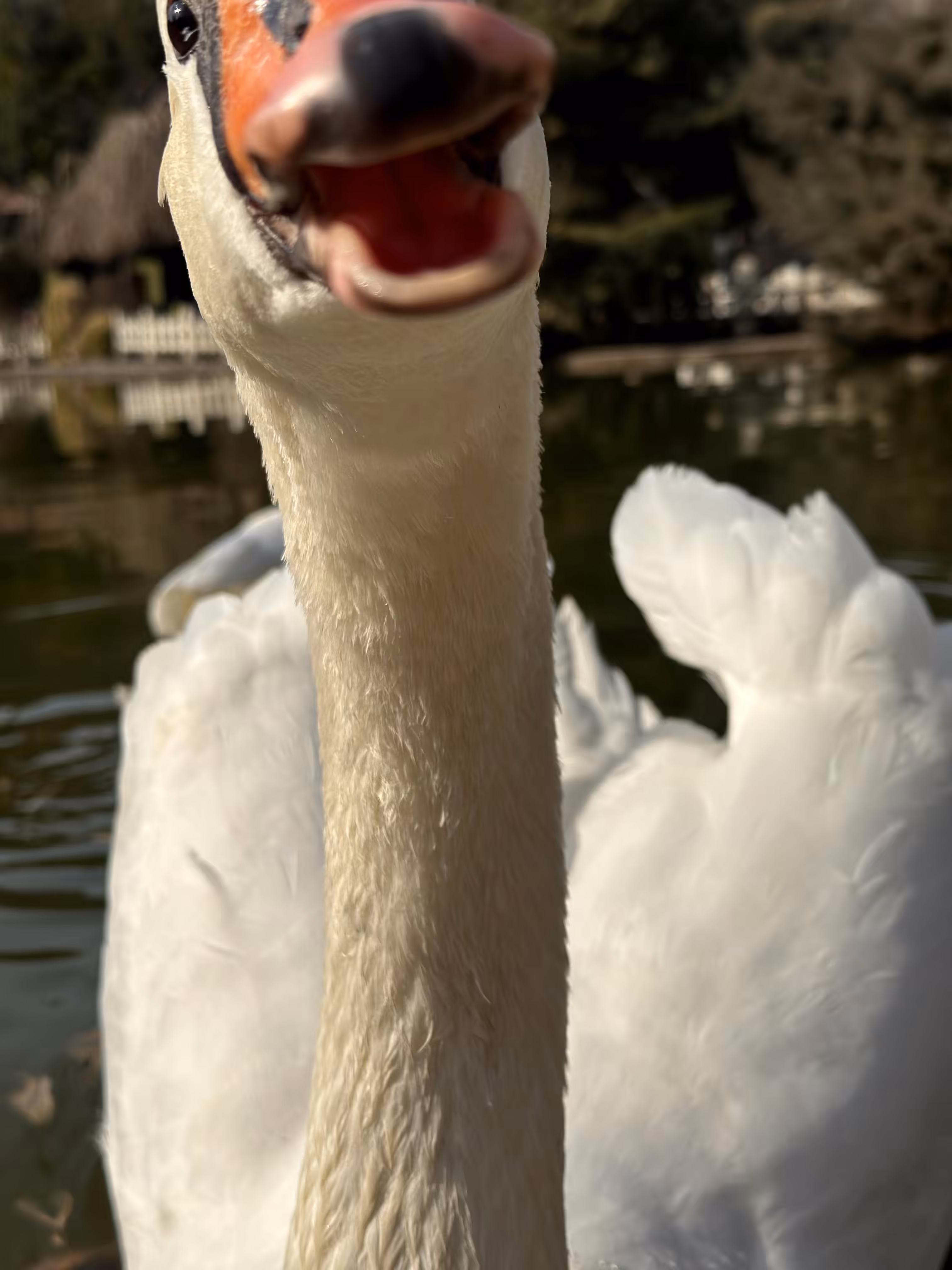 Angry Swan