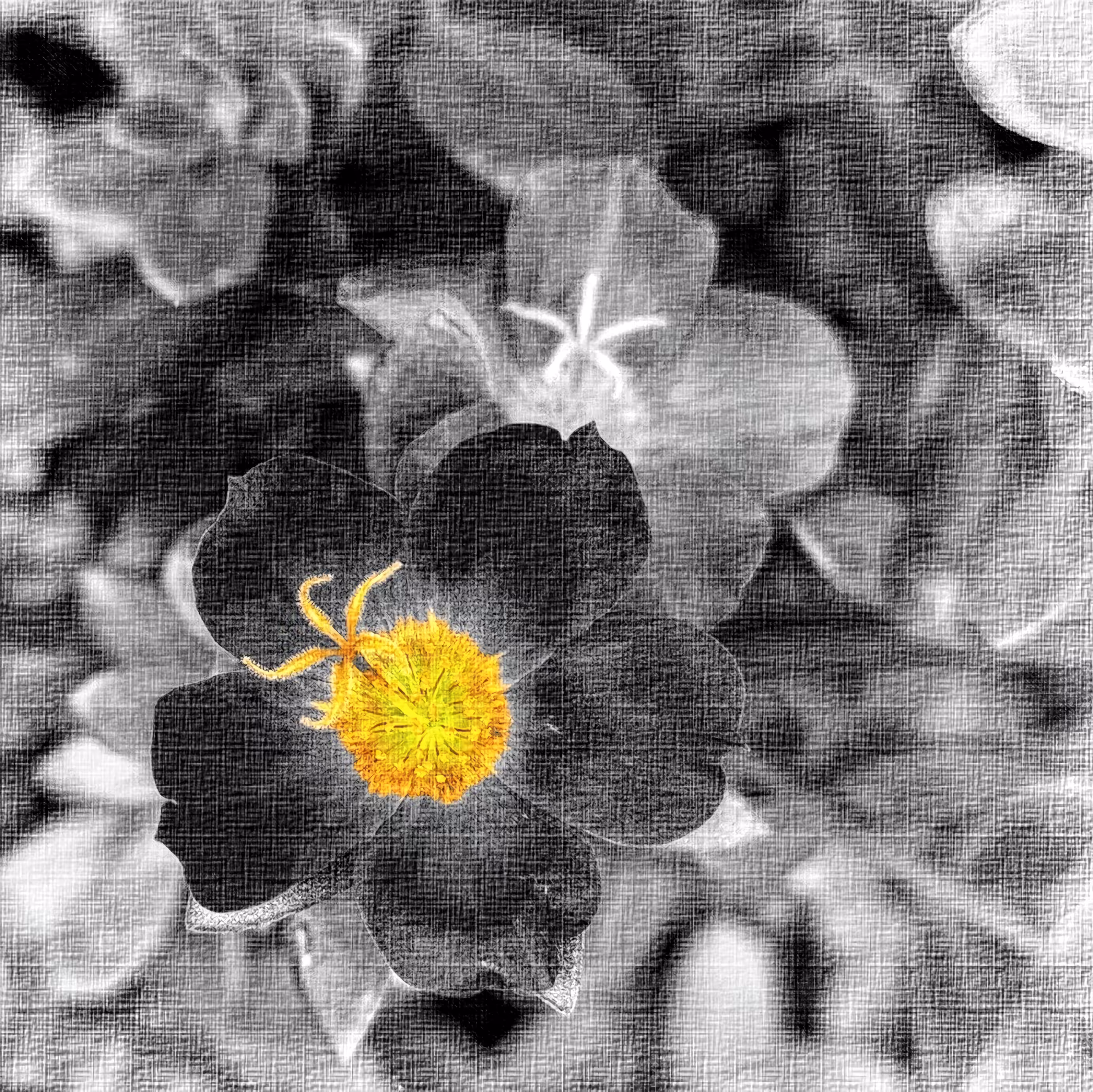 Evening flower #615