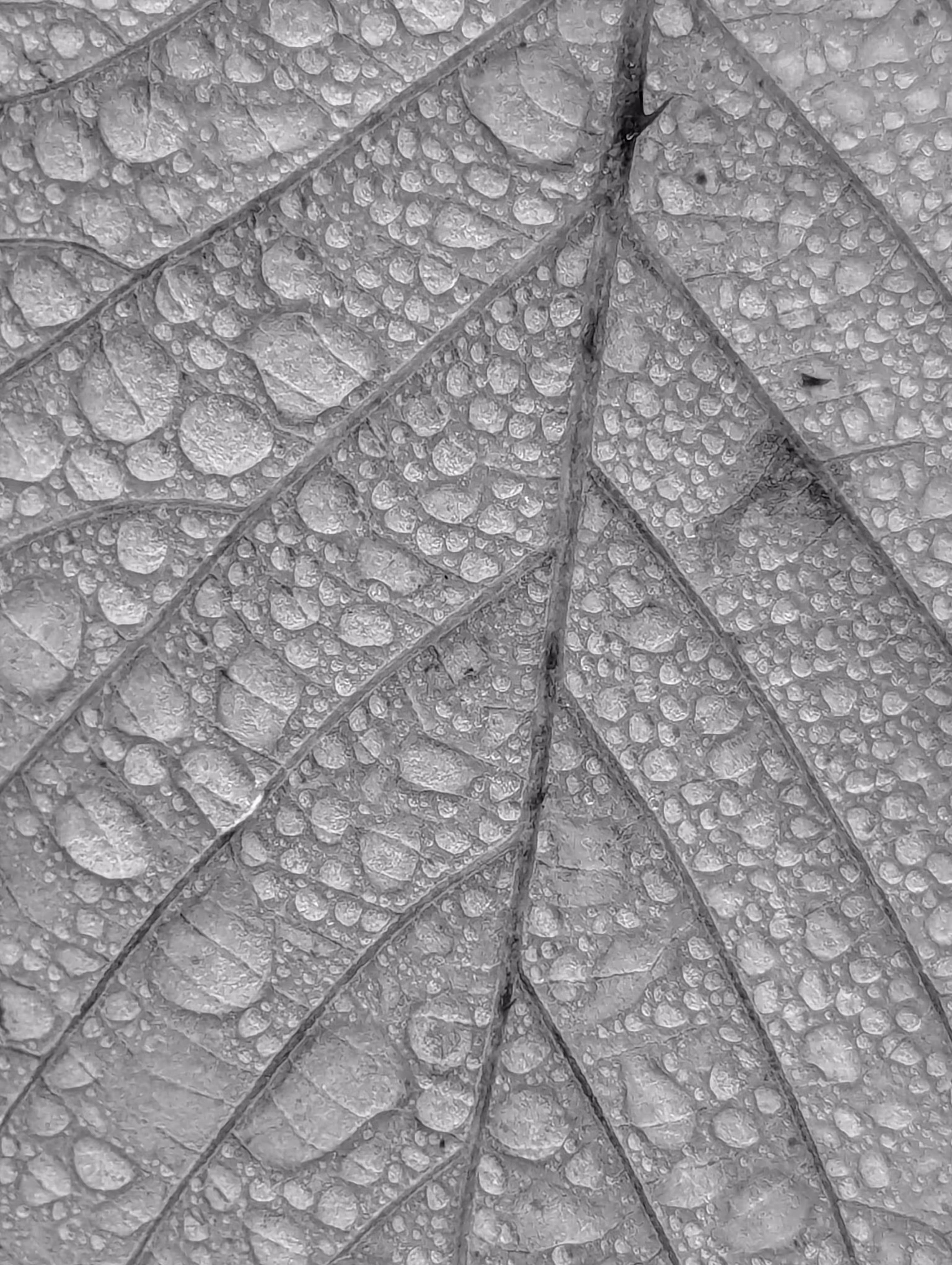 Luke_0x1 Photography : Leaf flip
