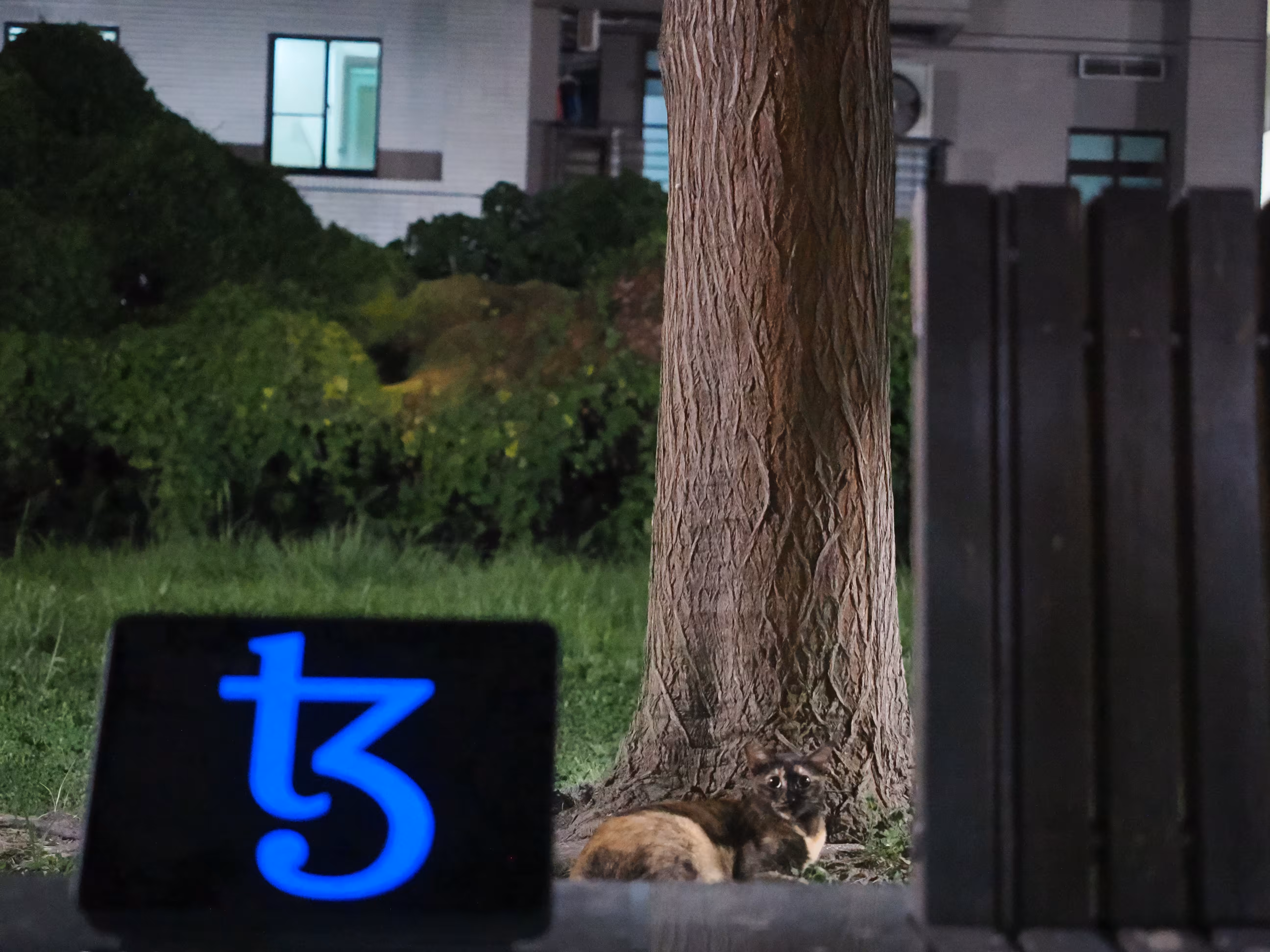 Tezos and cat against tree background