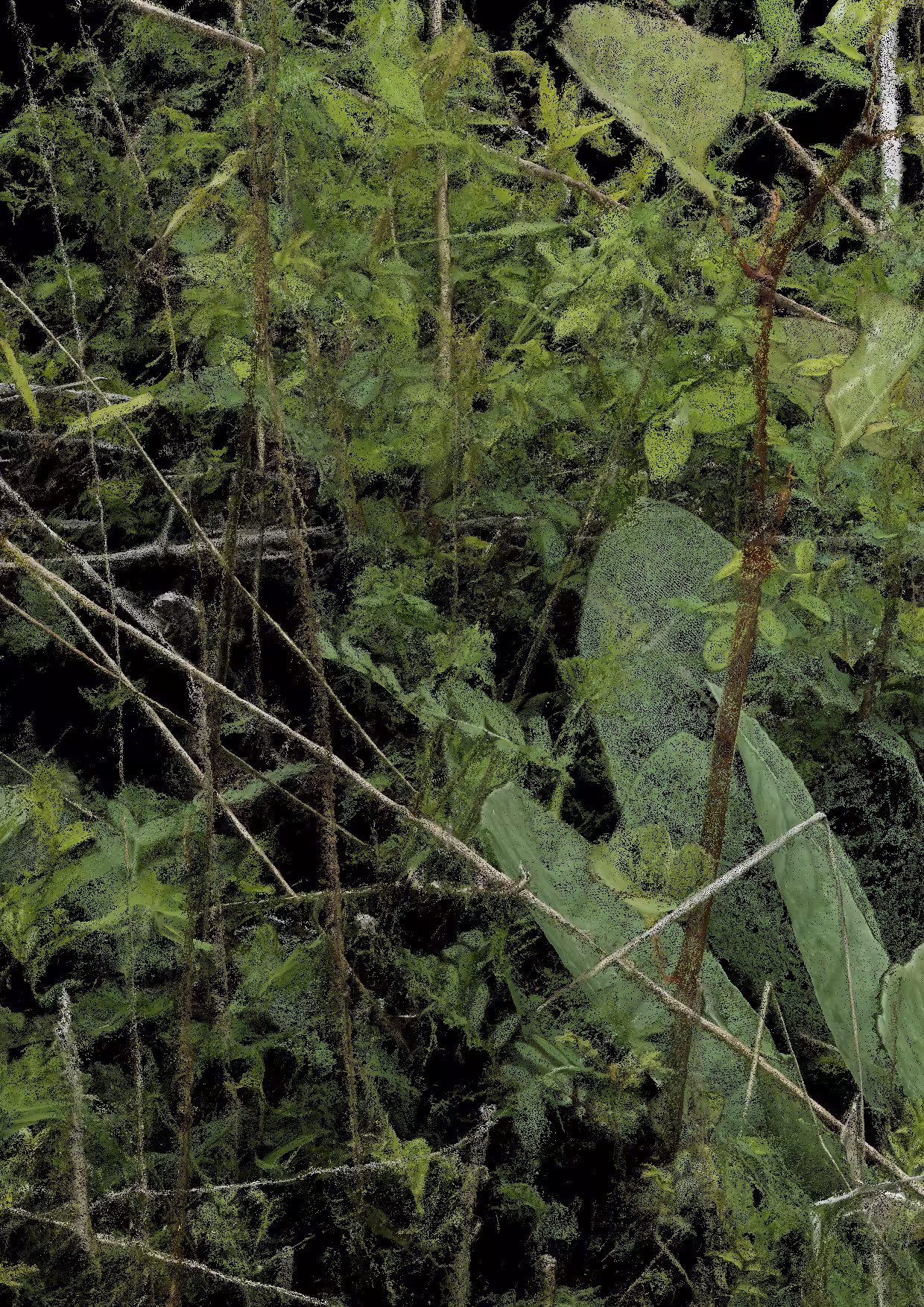 Overgrowth 0326