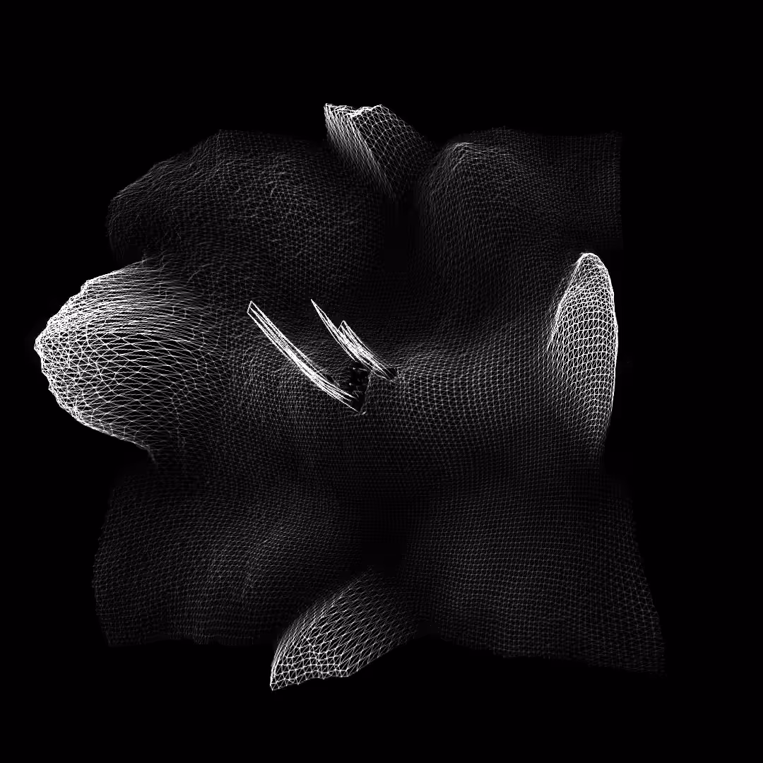 black hibiscus