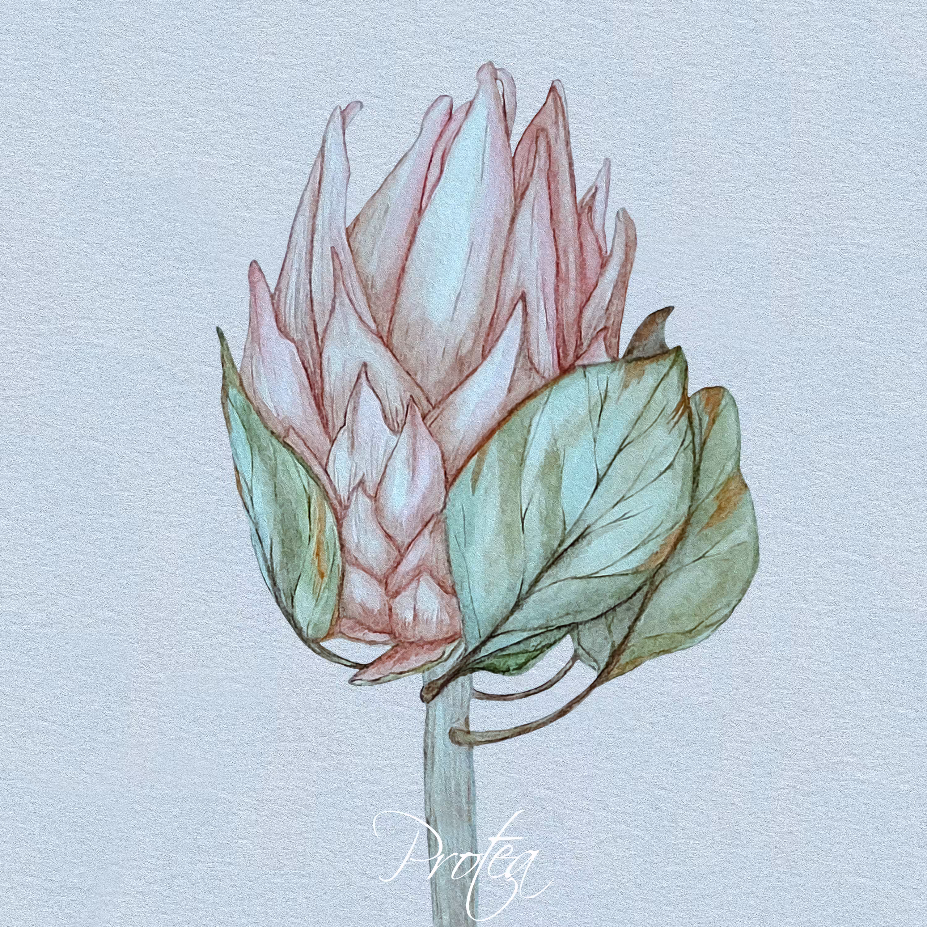 Protea (watercolor)