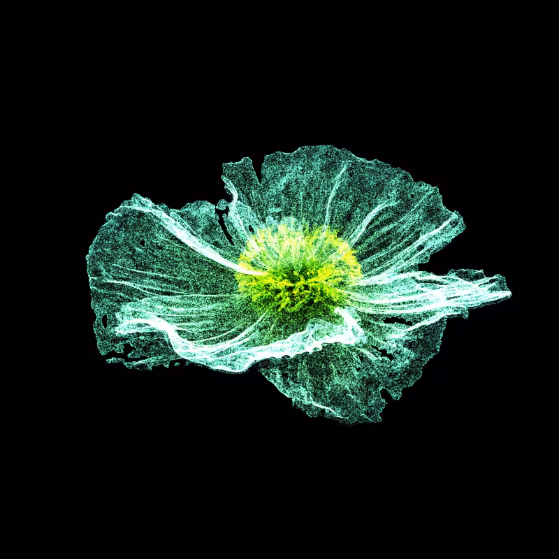 White Poppy 30 #65