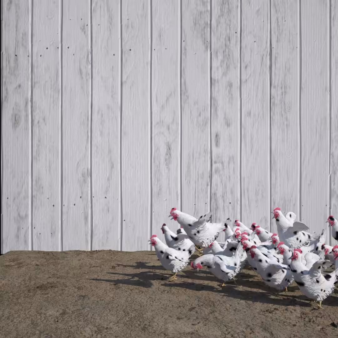 101 HEN