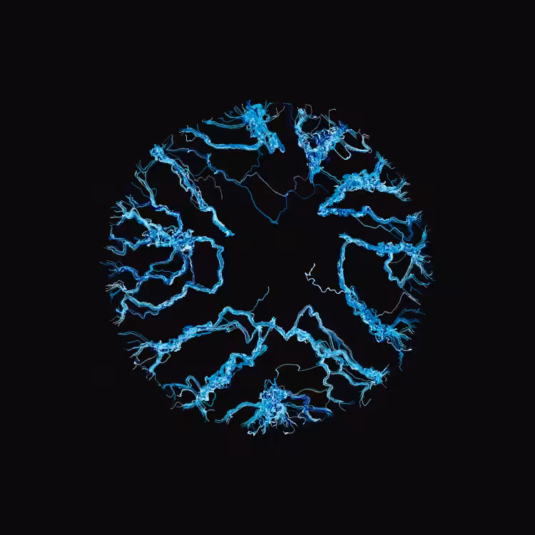 Ginseng #61