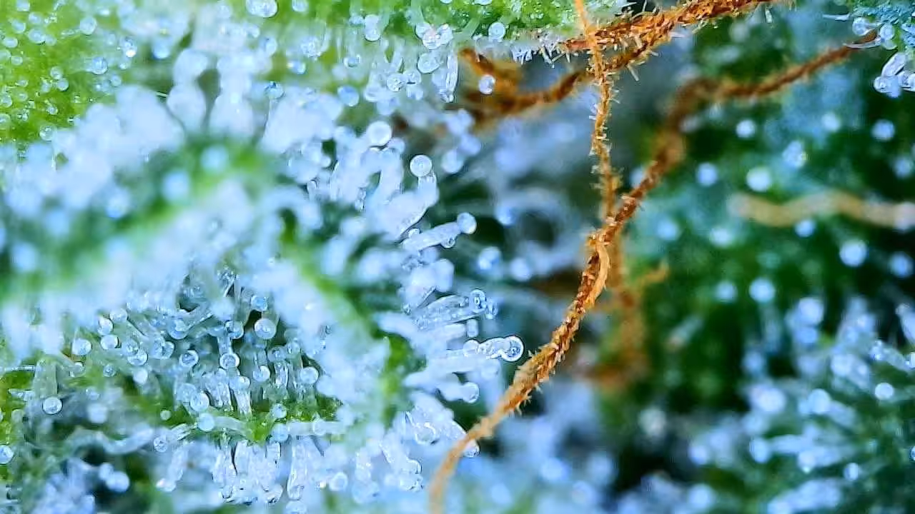 Trichome Heaven 